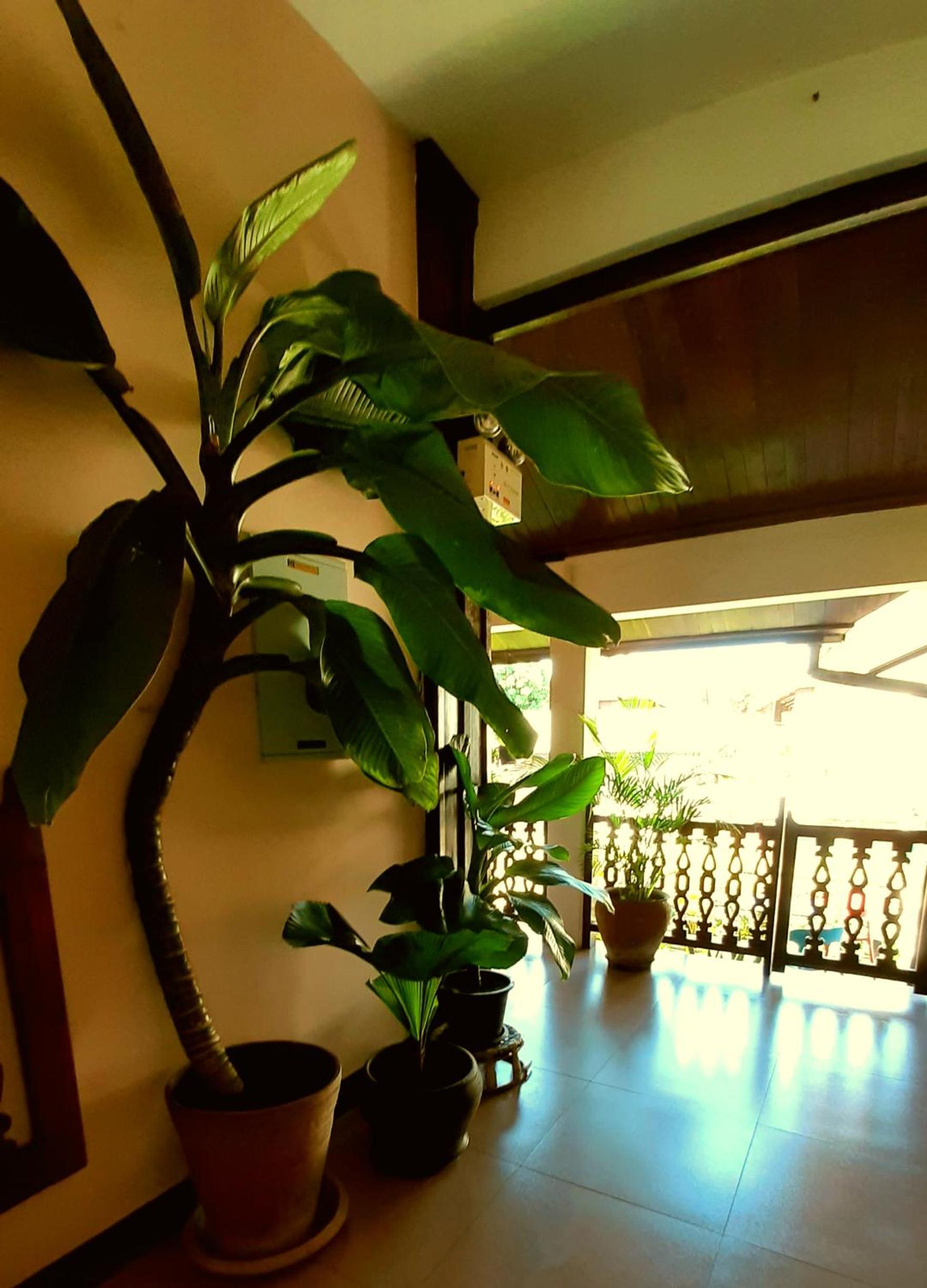Pakhongthong Villa