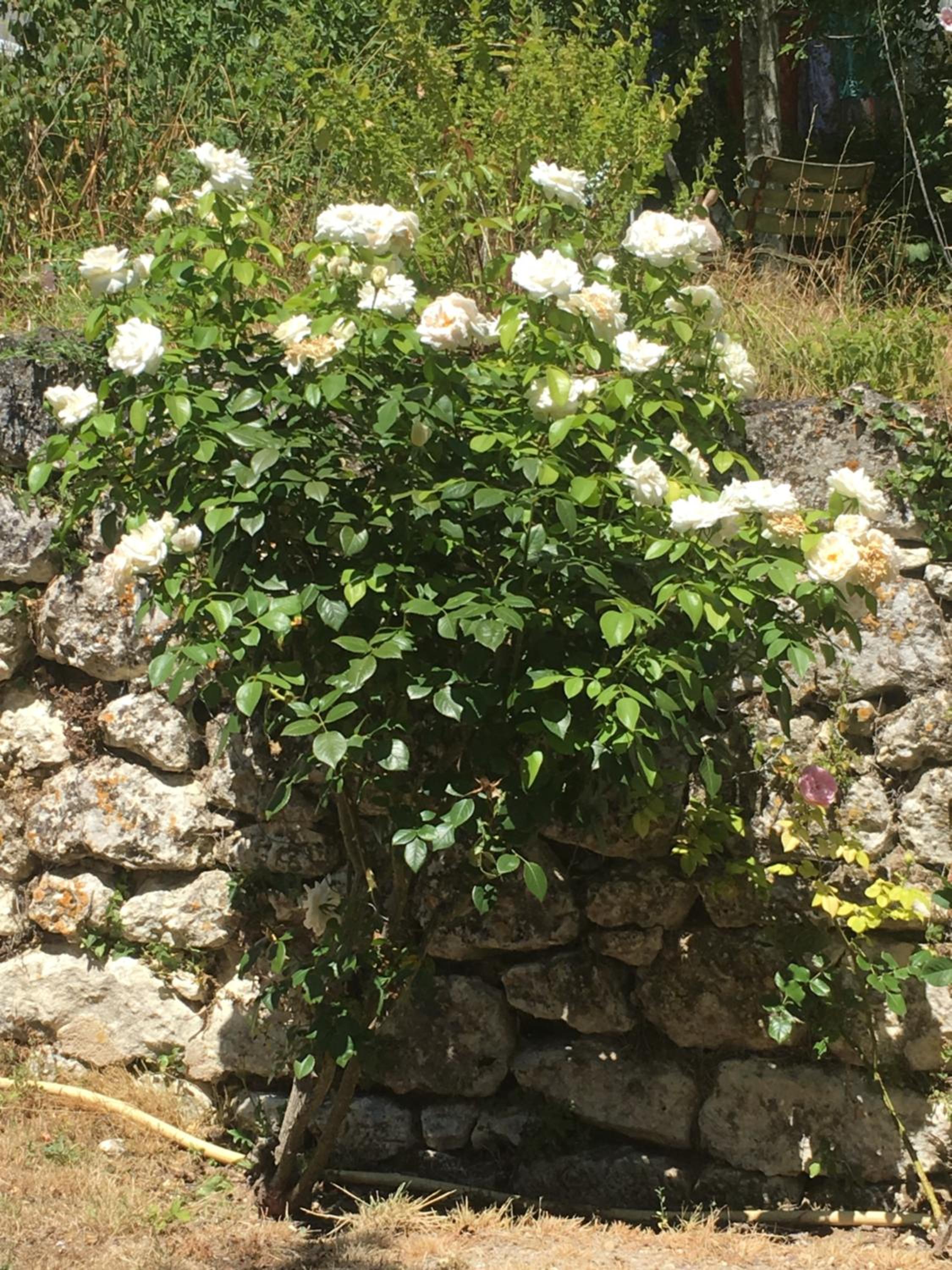 Photo 8