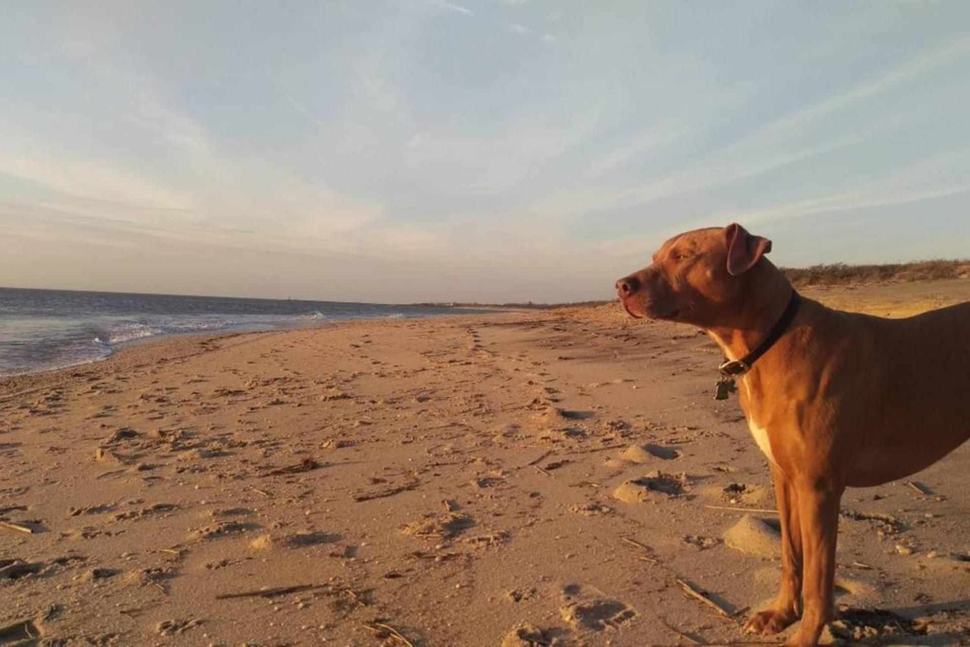 Wildwoof Beach Bungalow @ NW. 3 Blocks to Beach! view 5