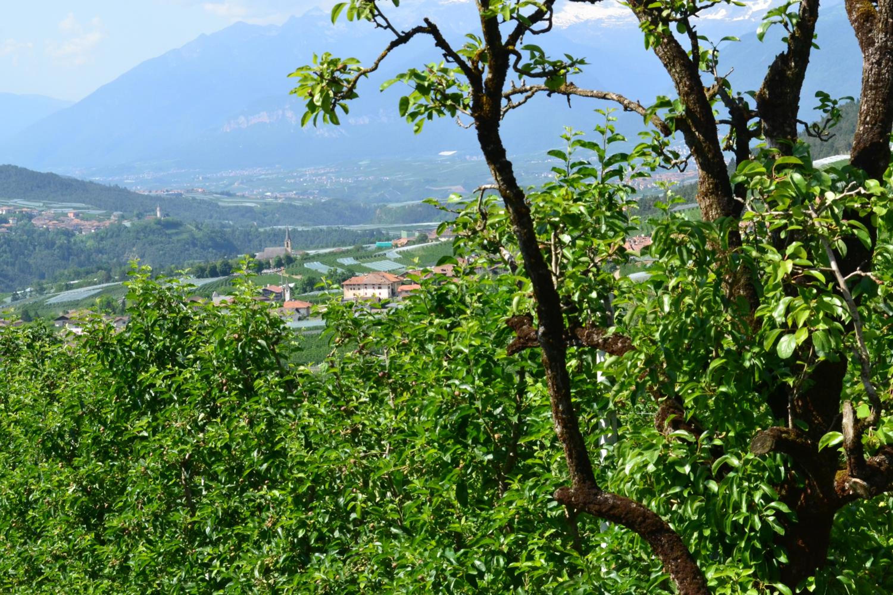 Agritur Maso Forcola