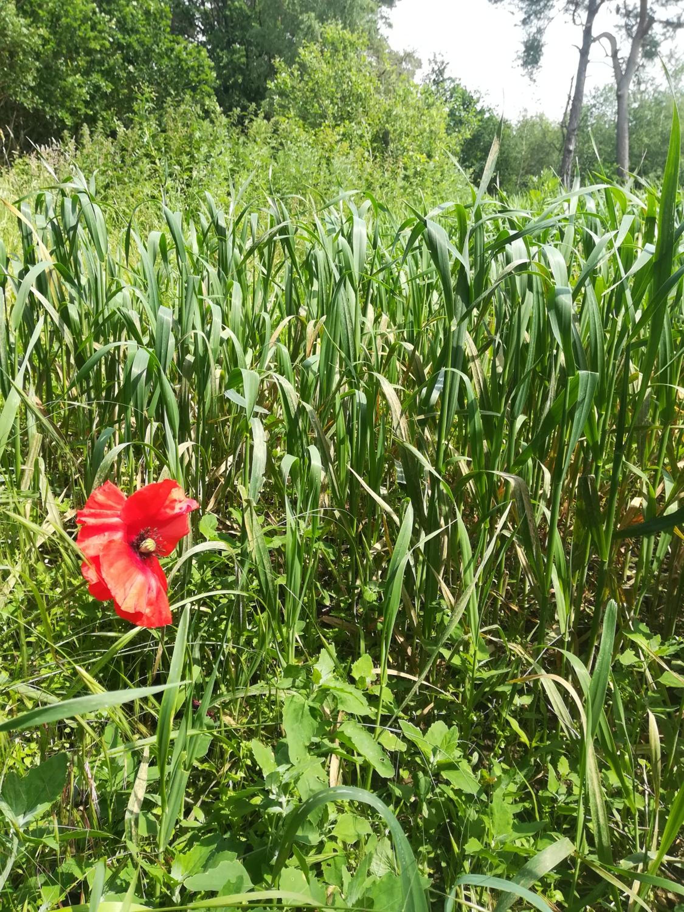 Bij de lindeboom