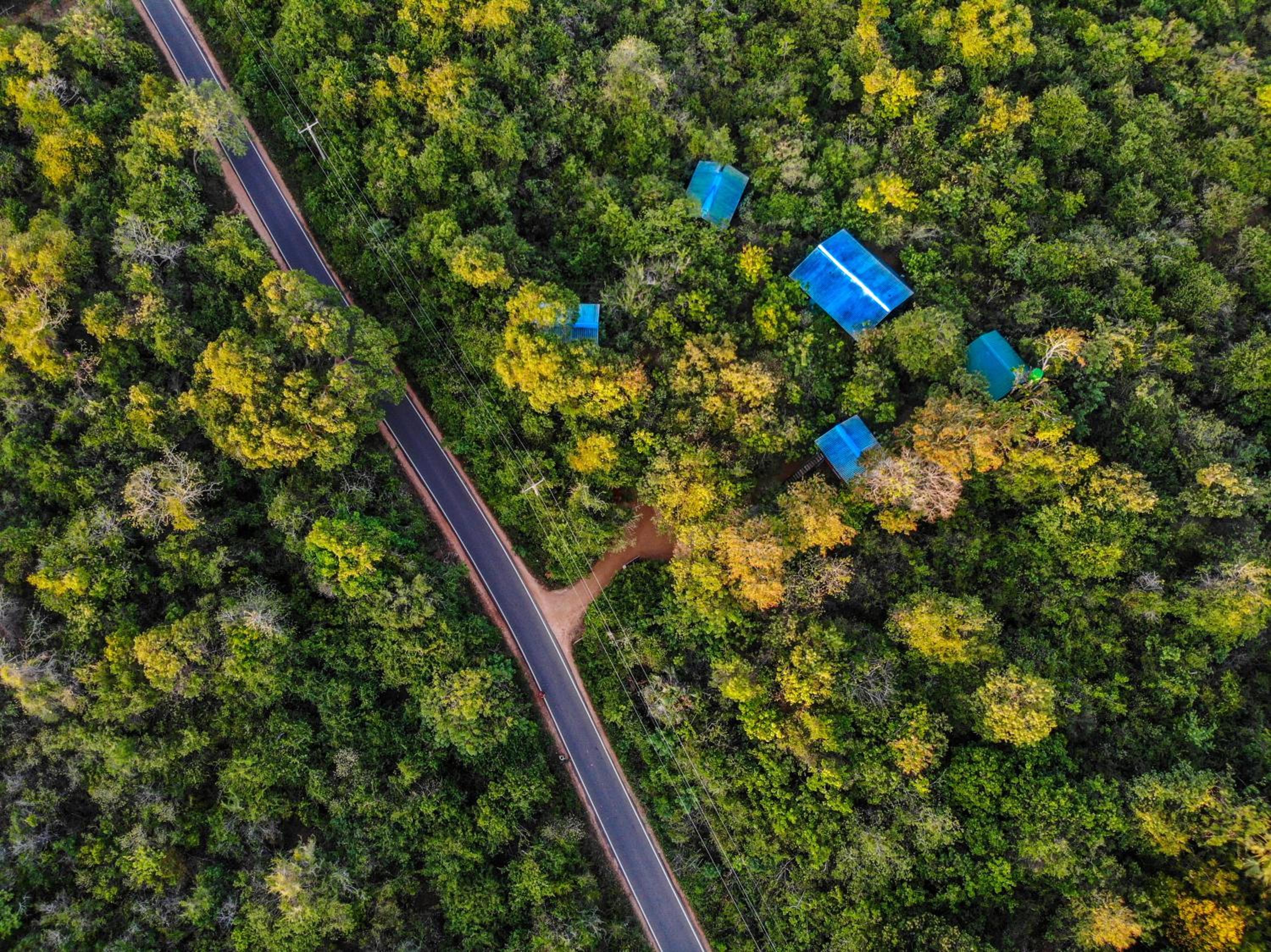 The Thick Forest view 2