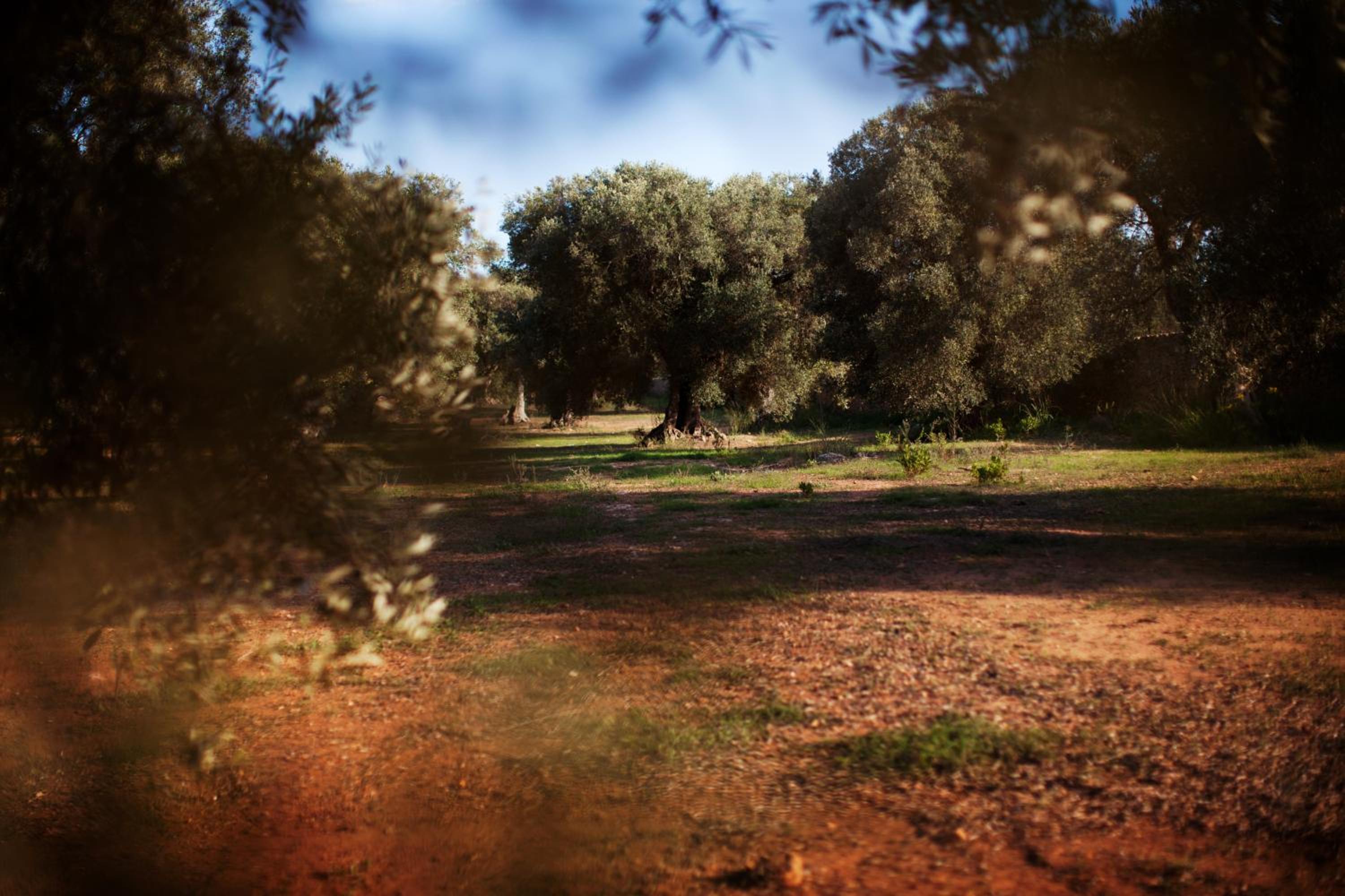 Masseria Borgo Mortella, photo 18