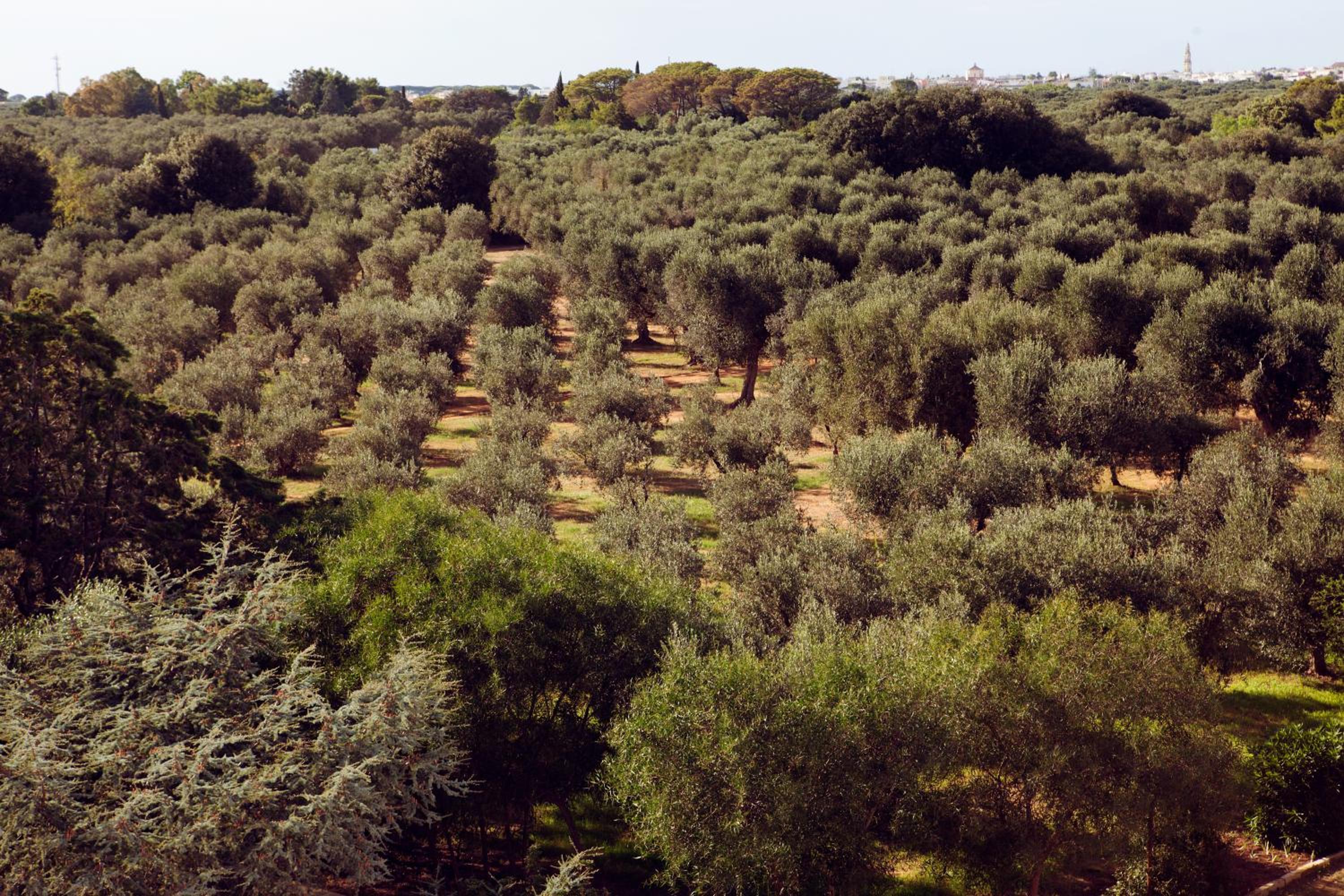 Masseria Borgo Mortella, photo 22
