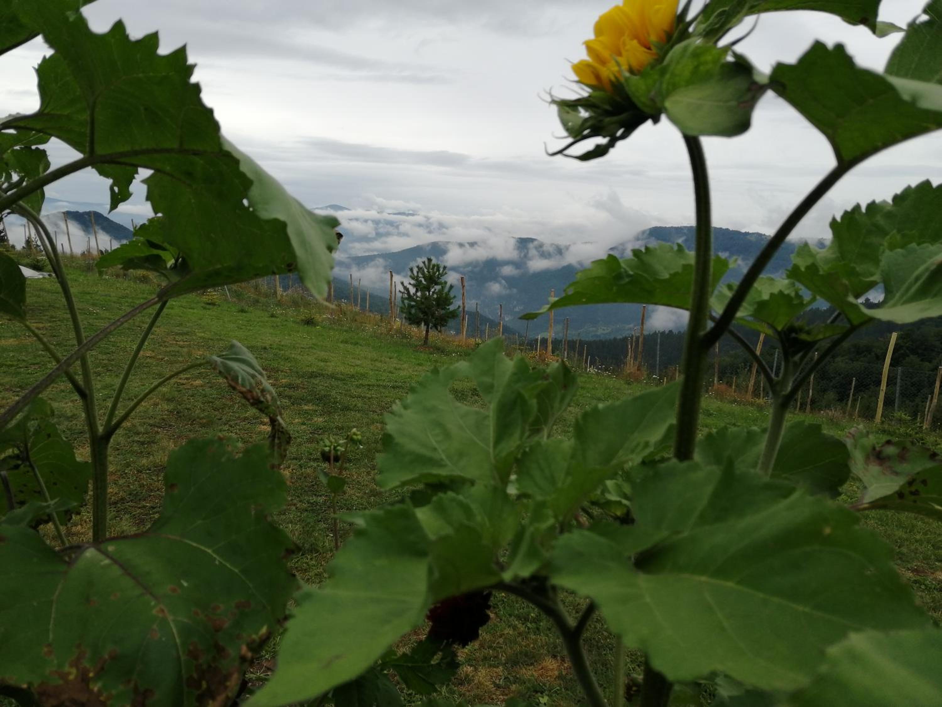 Vikendica RANKOVIĆI