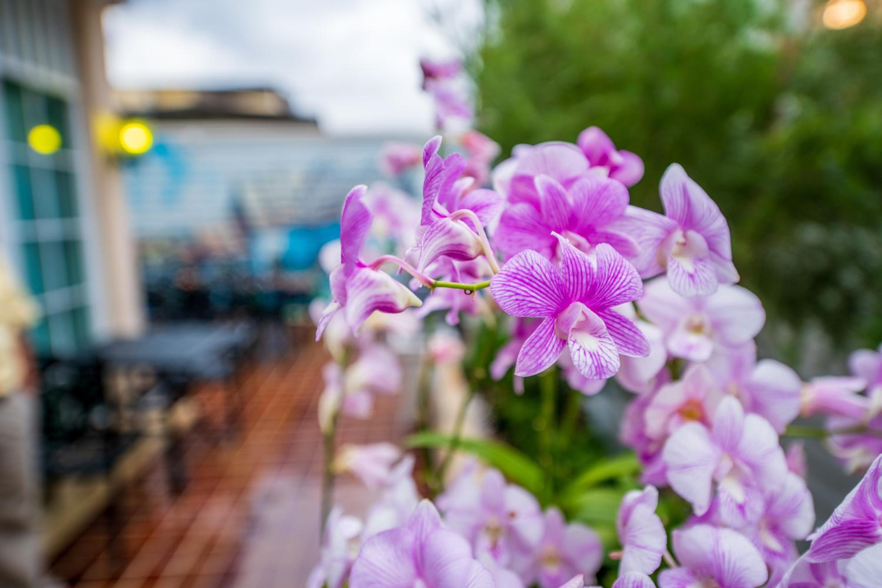 The Orchid House 153