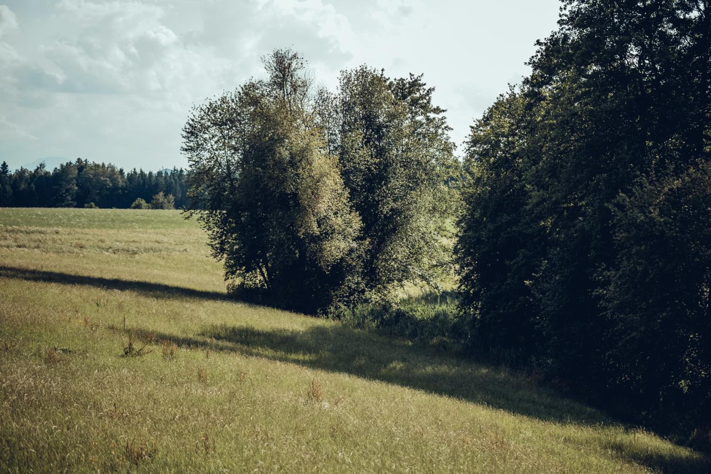 Wastlbauer