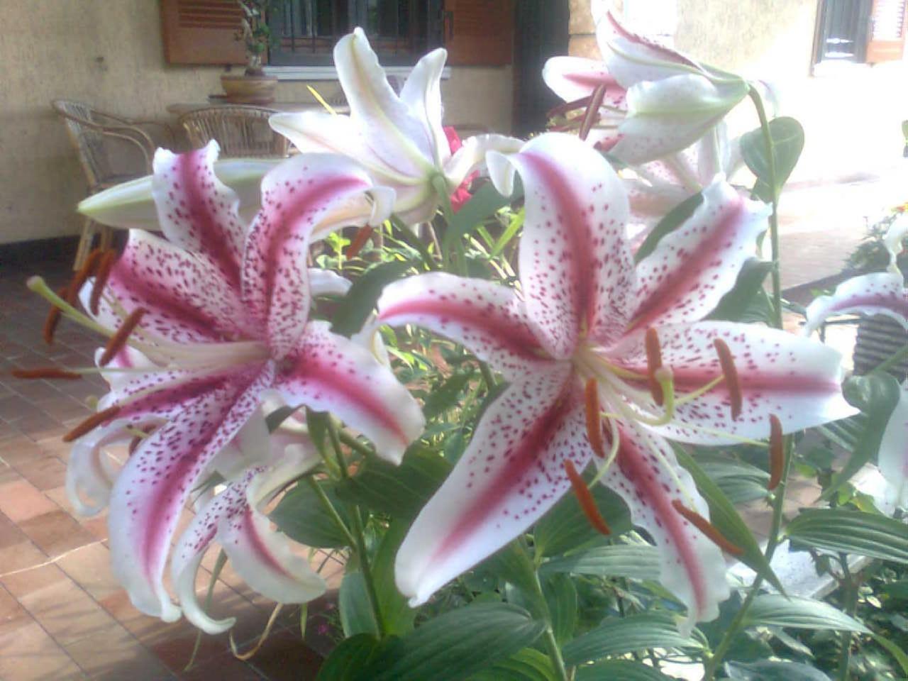 Le Magnolie B&B - MM2 Bussero - Milano Cortina