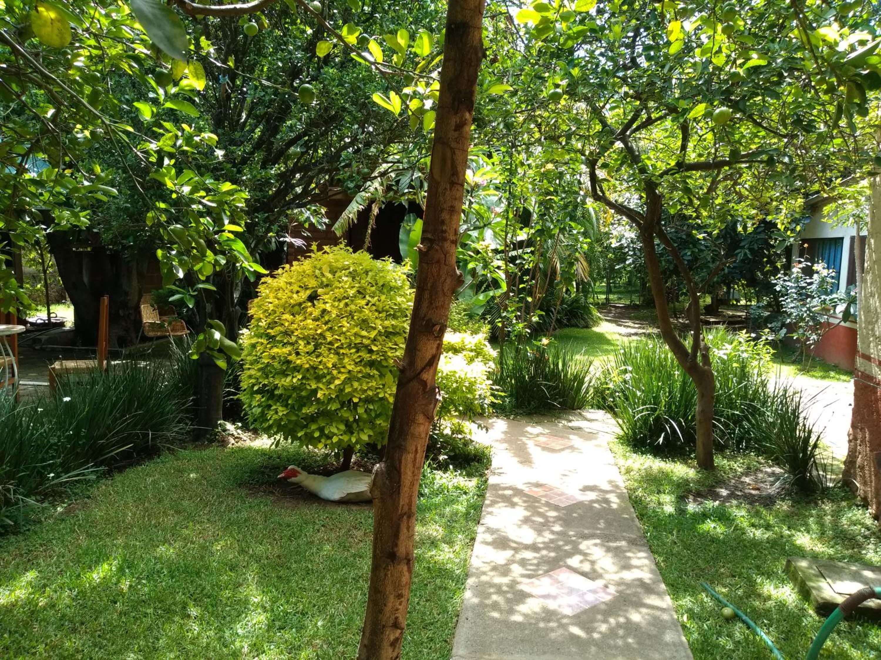 Hotel Casa Pomarrosa - Property Image 30