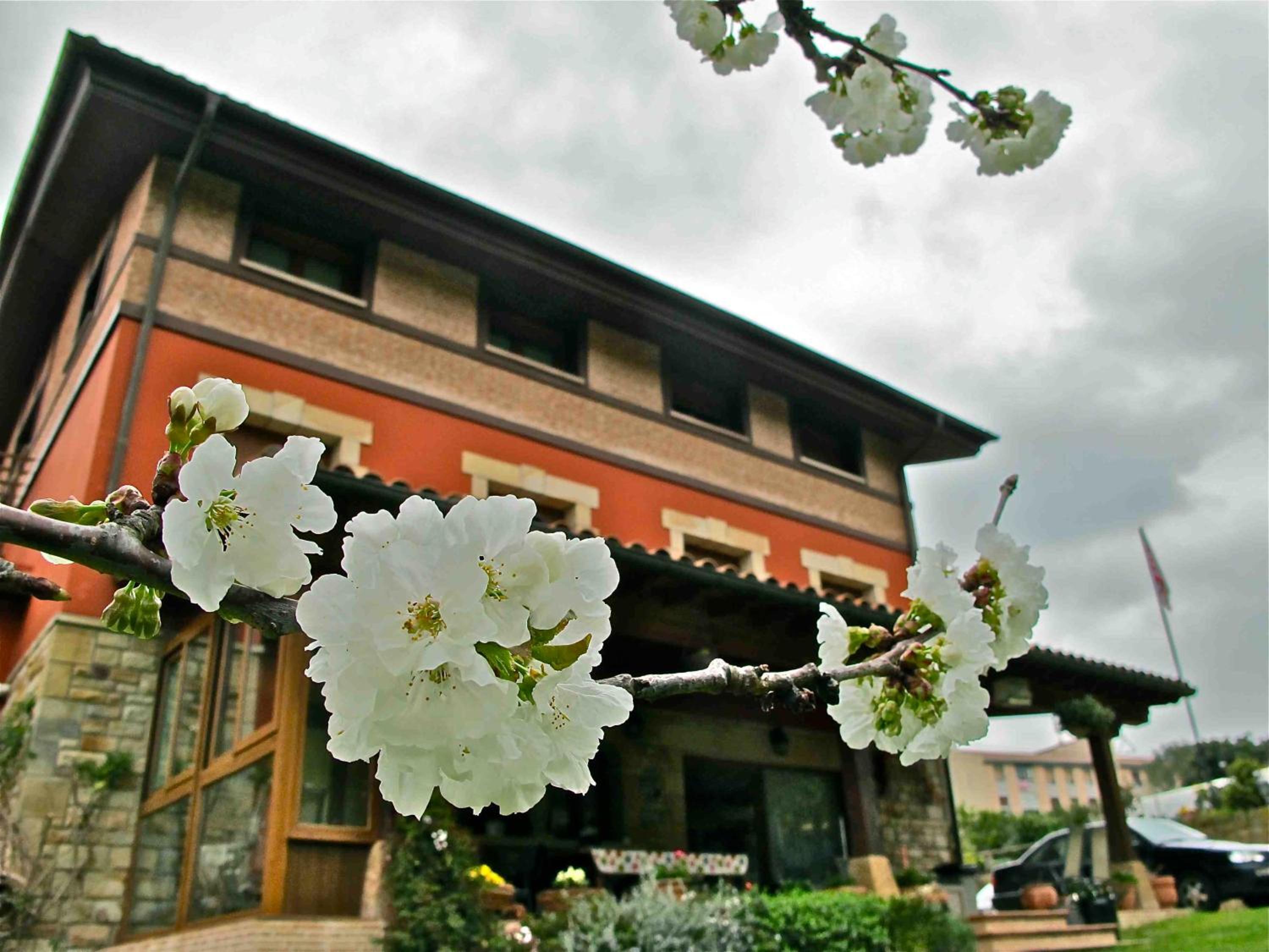 Labeondo