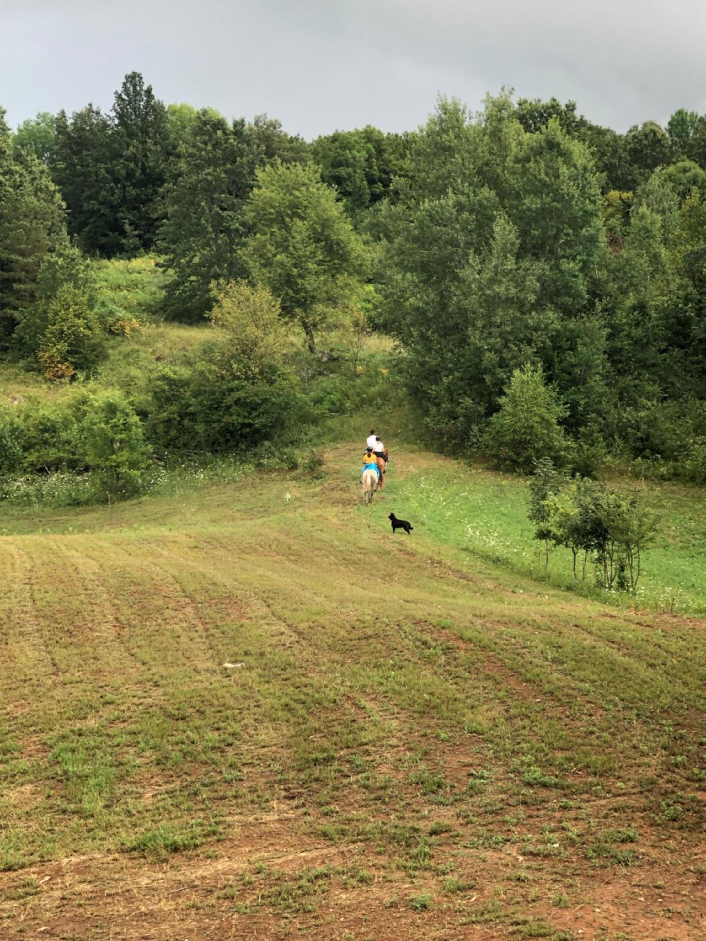 Photo 44