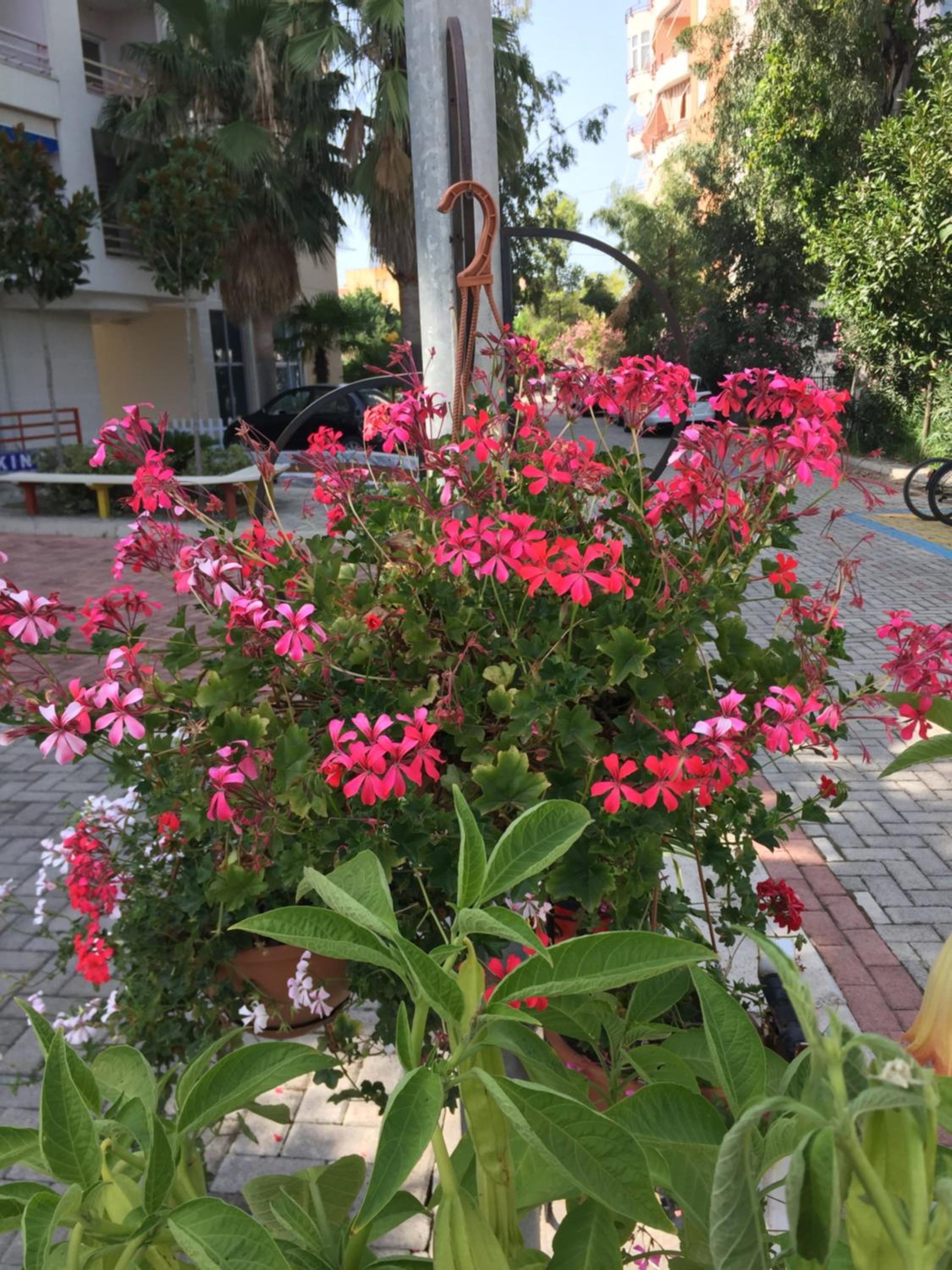 Flowers Apartments
