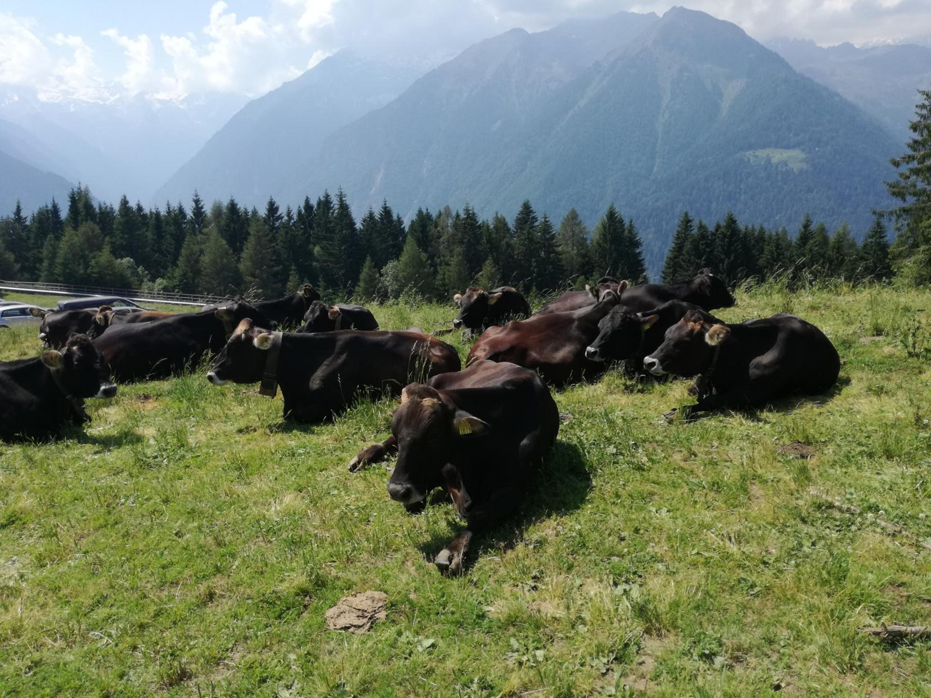 Casa vacanze Bocenago a 3km da Pinzolo view 4