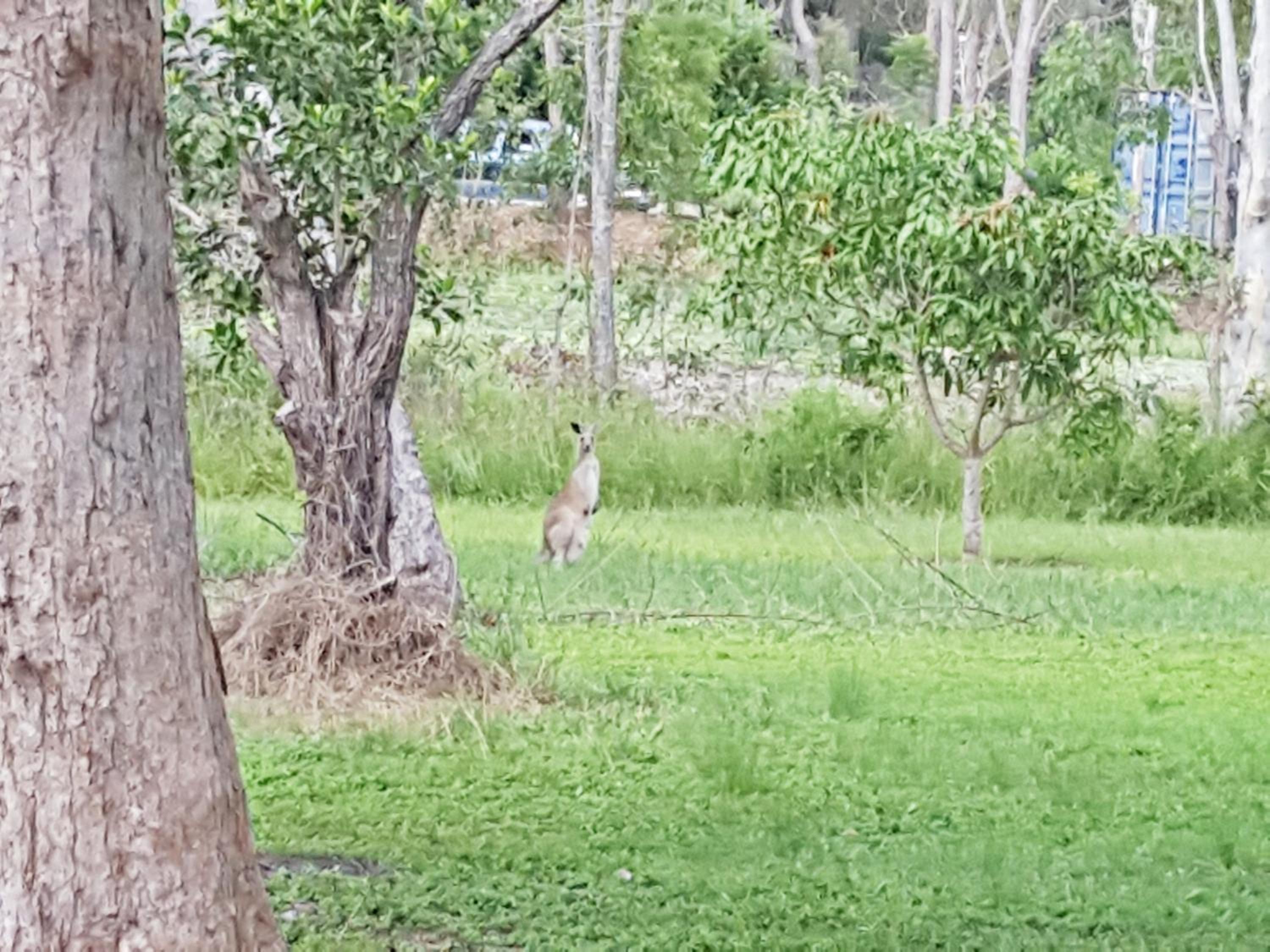 Yellow Cottage - bush and beach