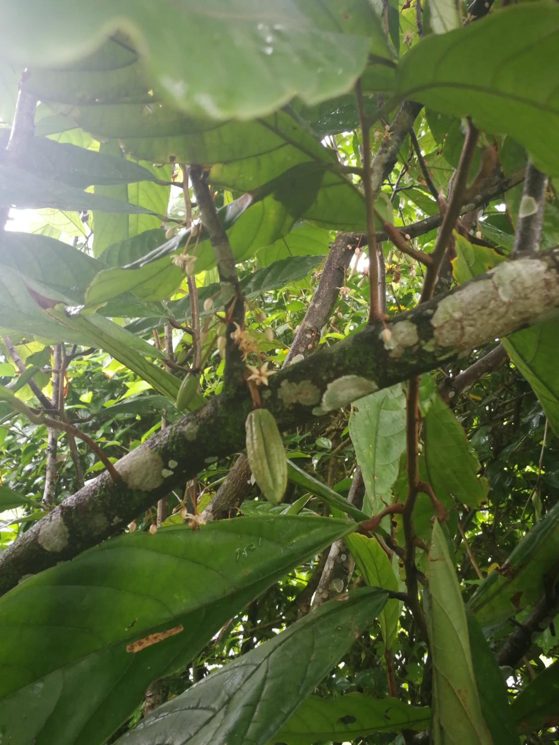 Bijagua paradise Río Celeste