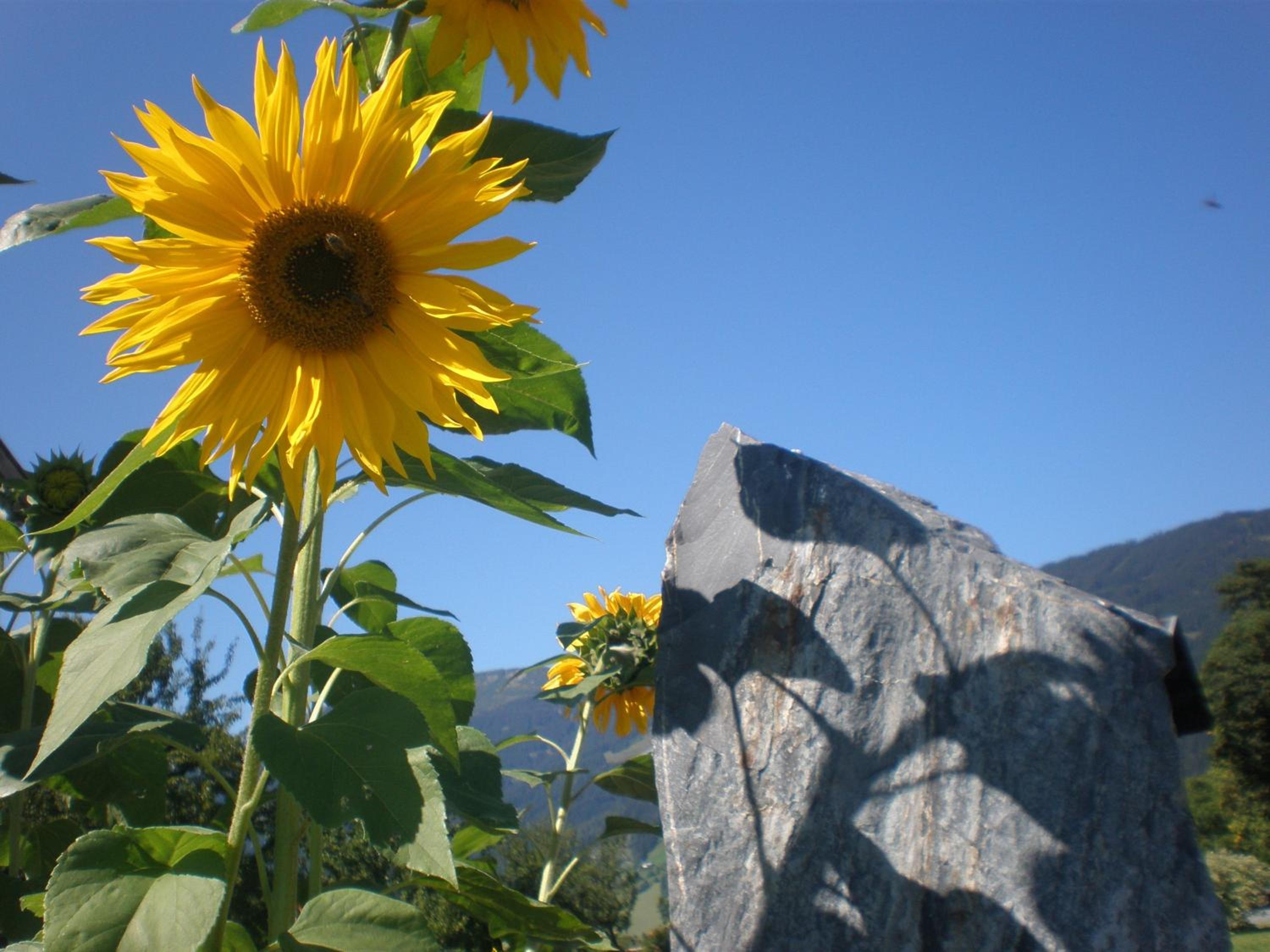 Oberhaslinghof