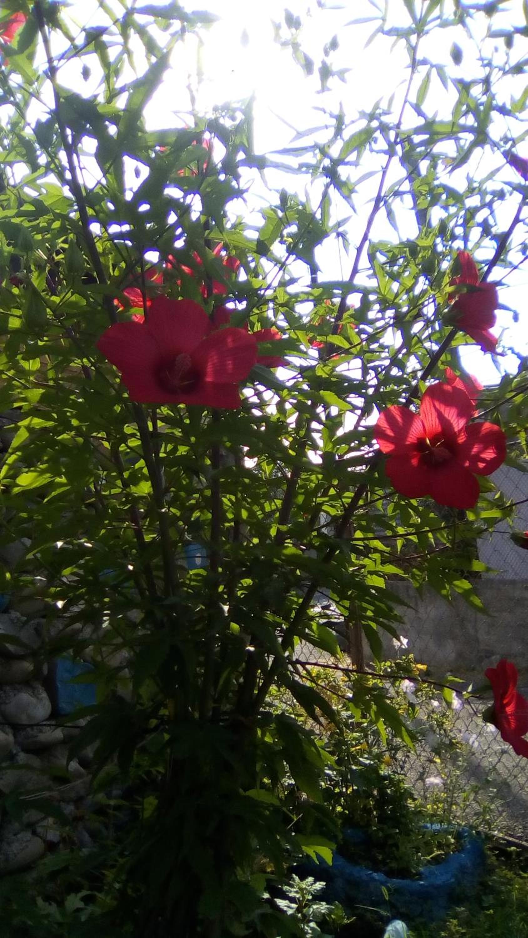 natia view 5