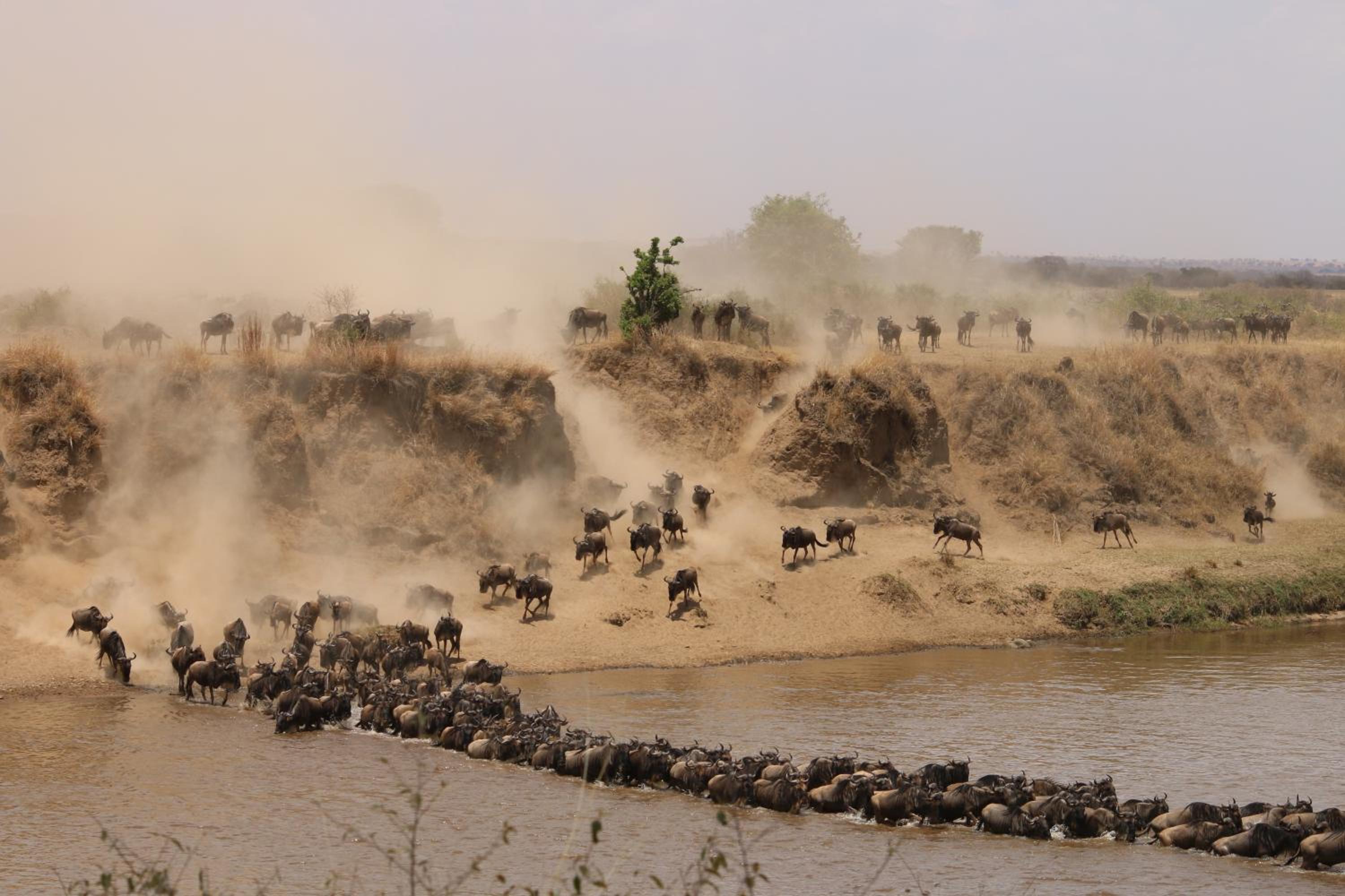 Gnu Mara River Camp