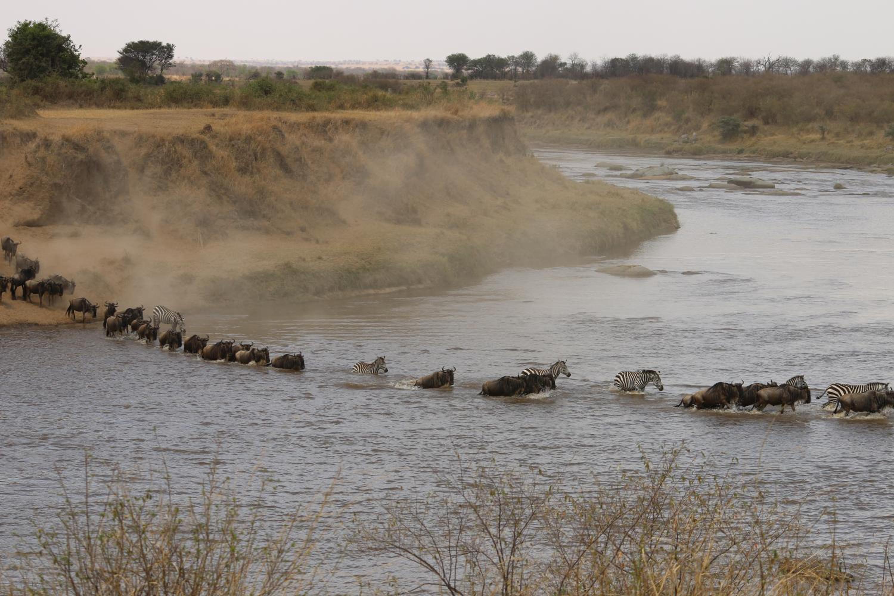 Gnu Mara River Camp
