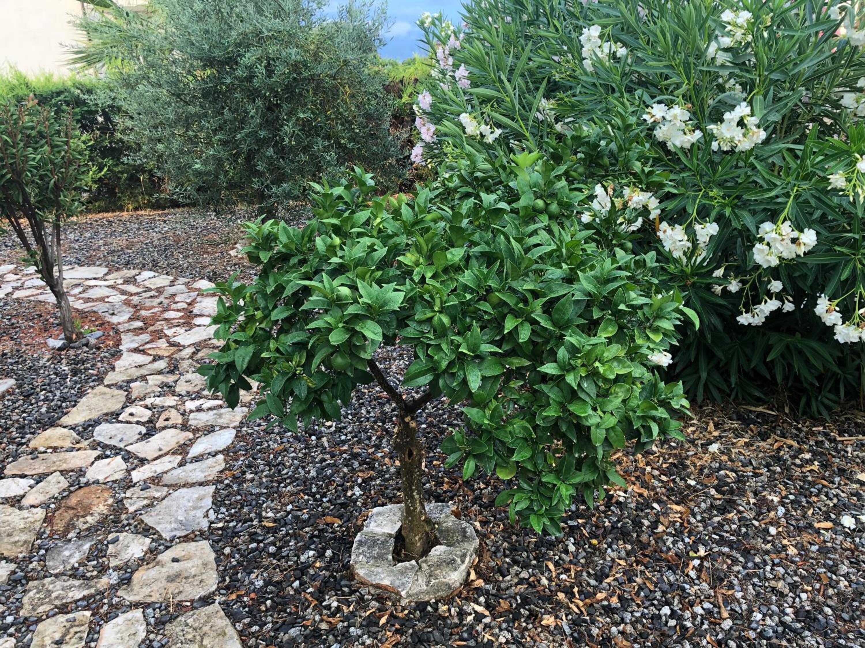 Photo 15