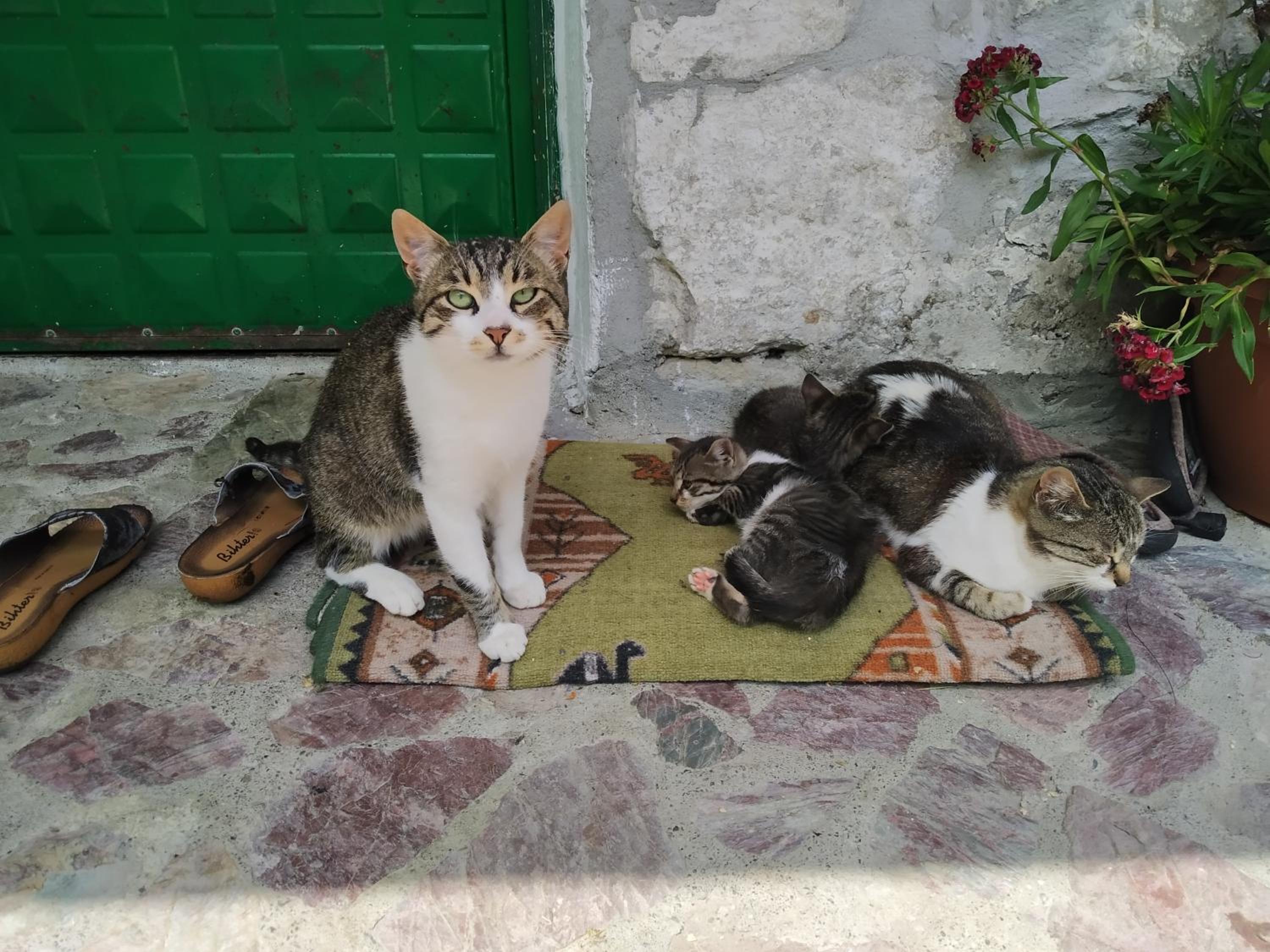 Guesthouse Shtini