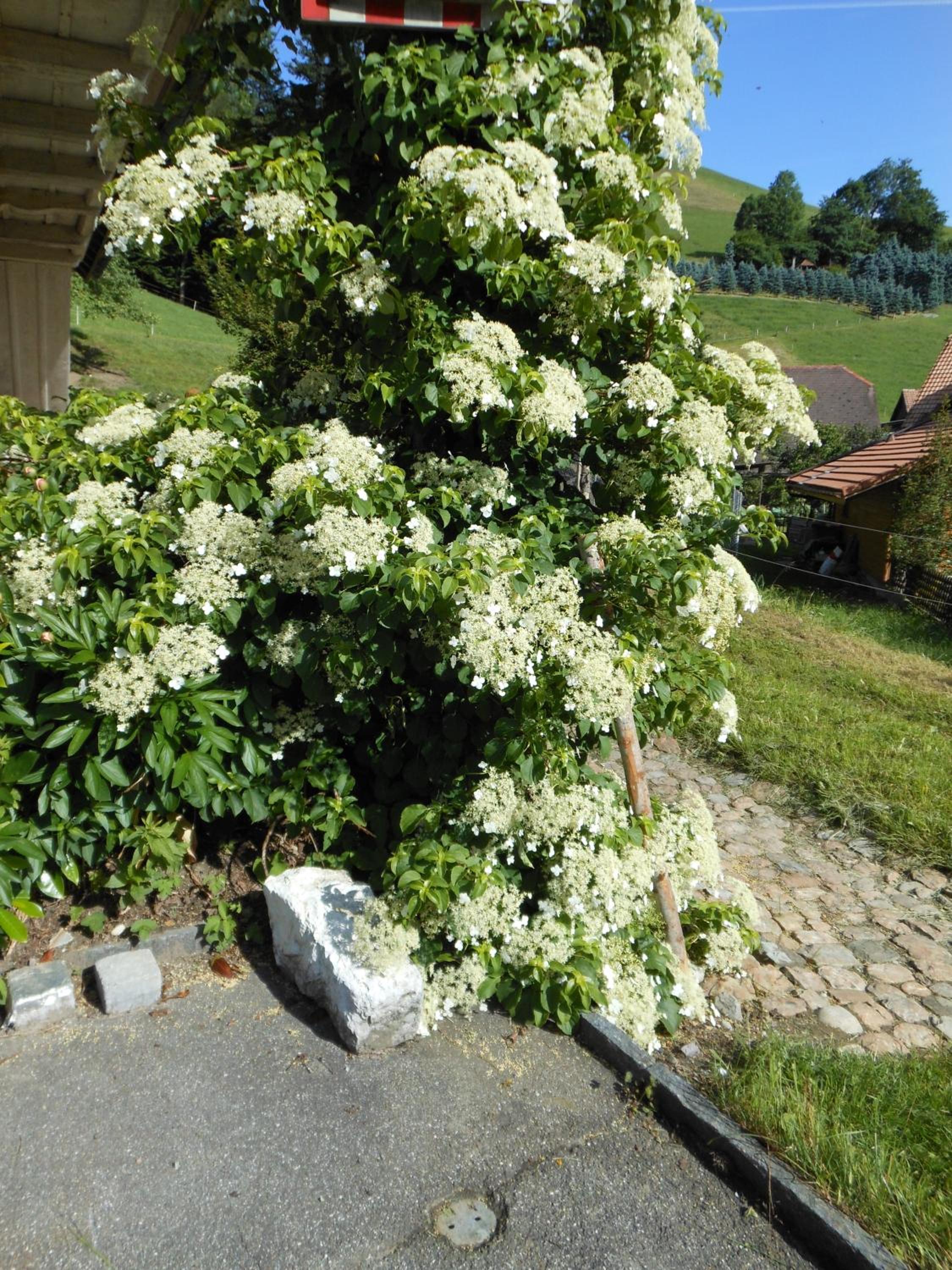 B&B tannen124