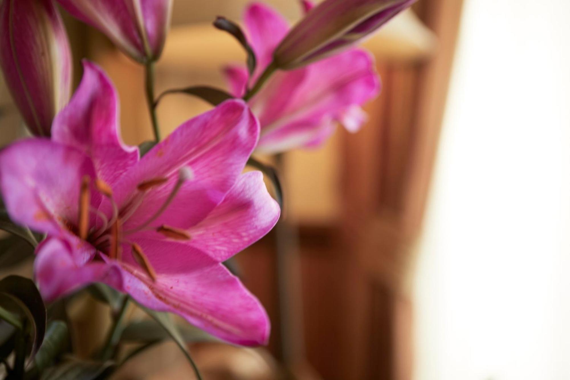 Ashburton House - B&B