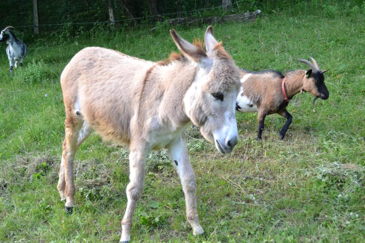 Le Paradis des Animaux view 3