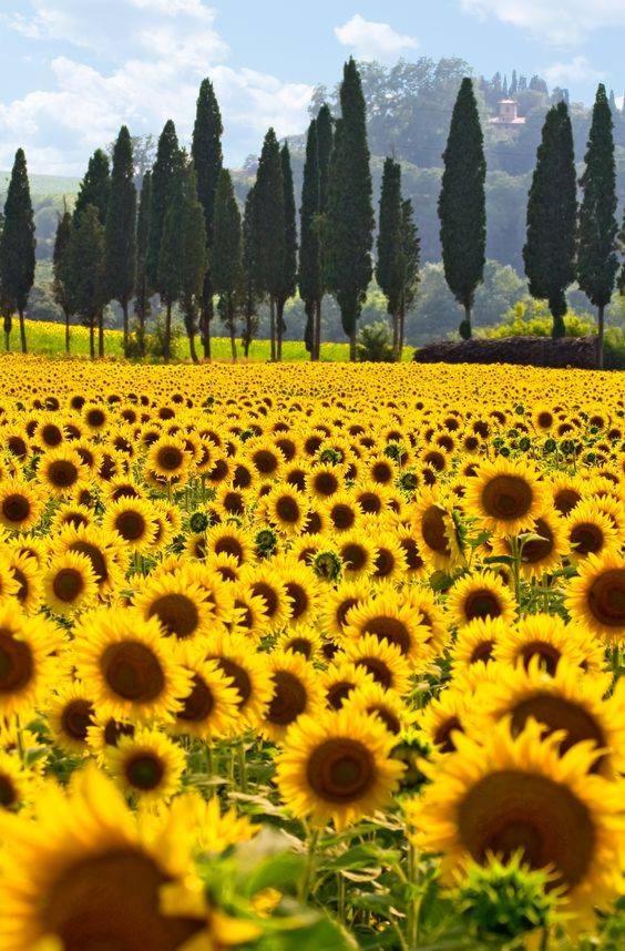 Casa Country House Girasole vakantie huis-WAKACJE HUIS
