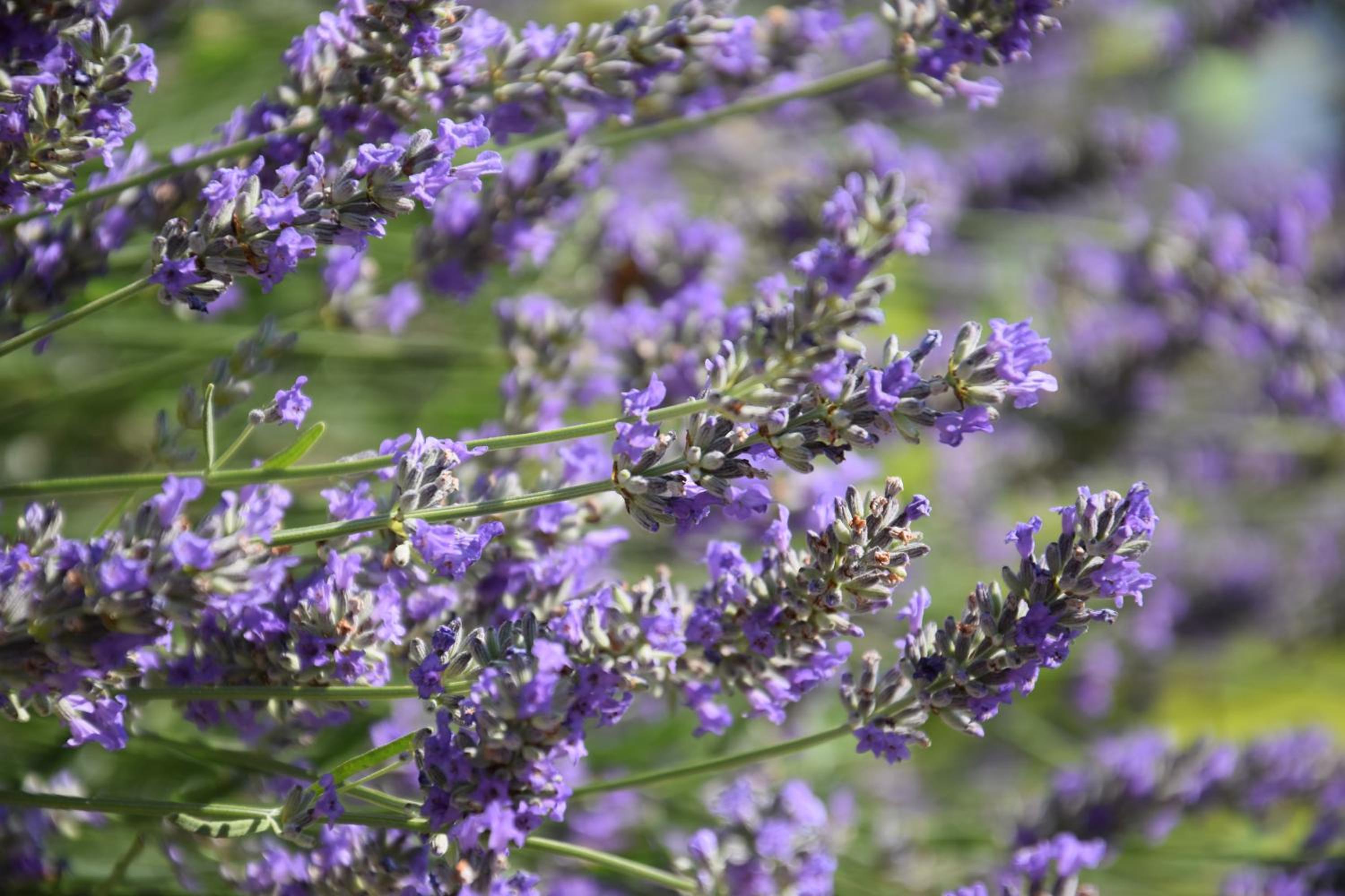 Photo 59