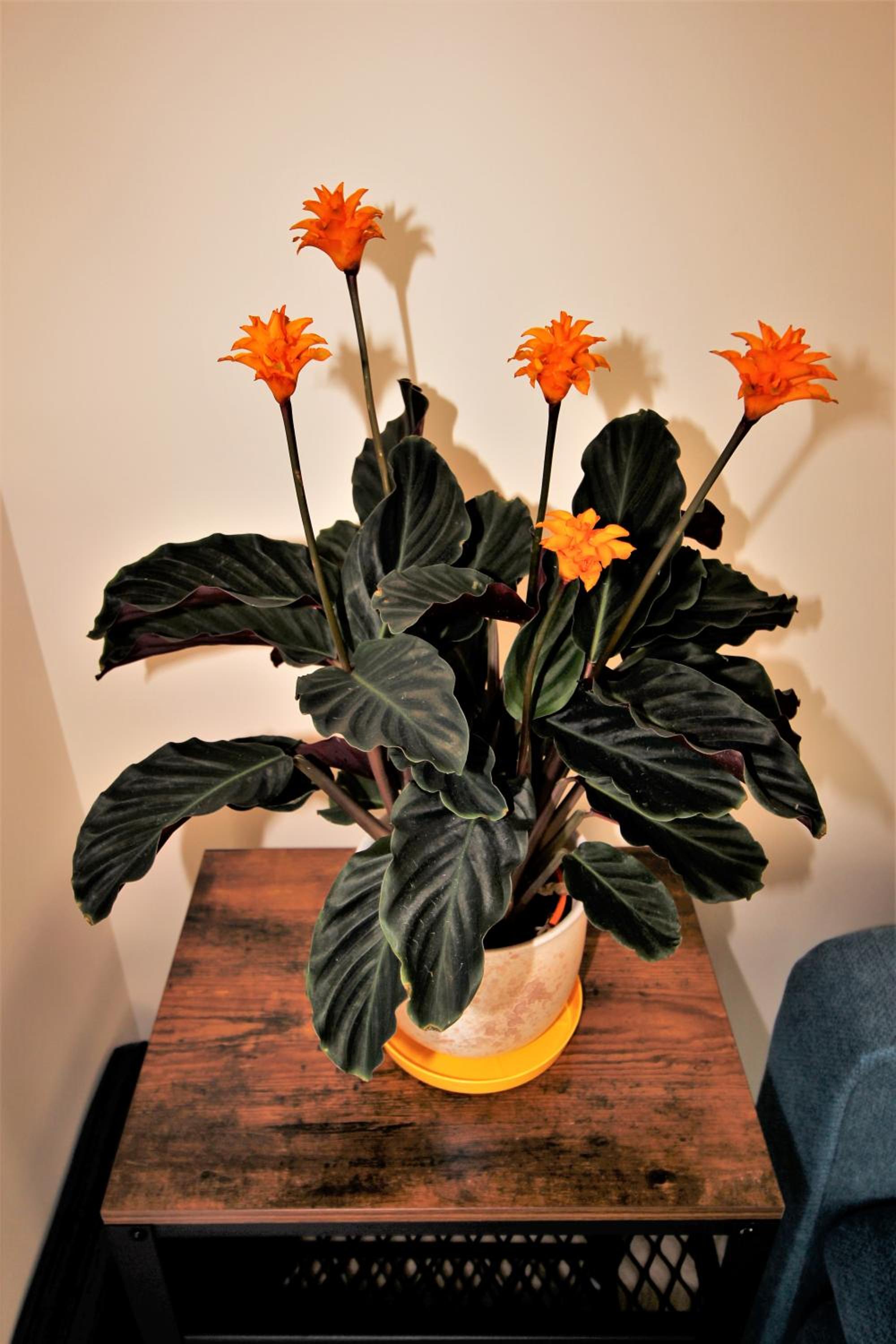 Photo 42