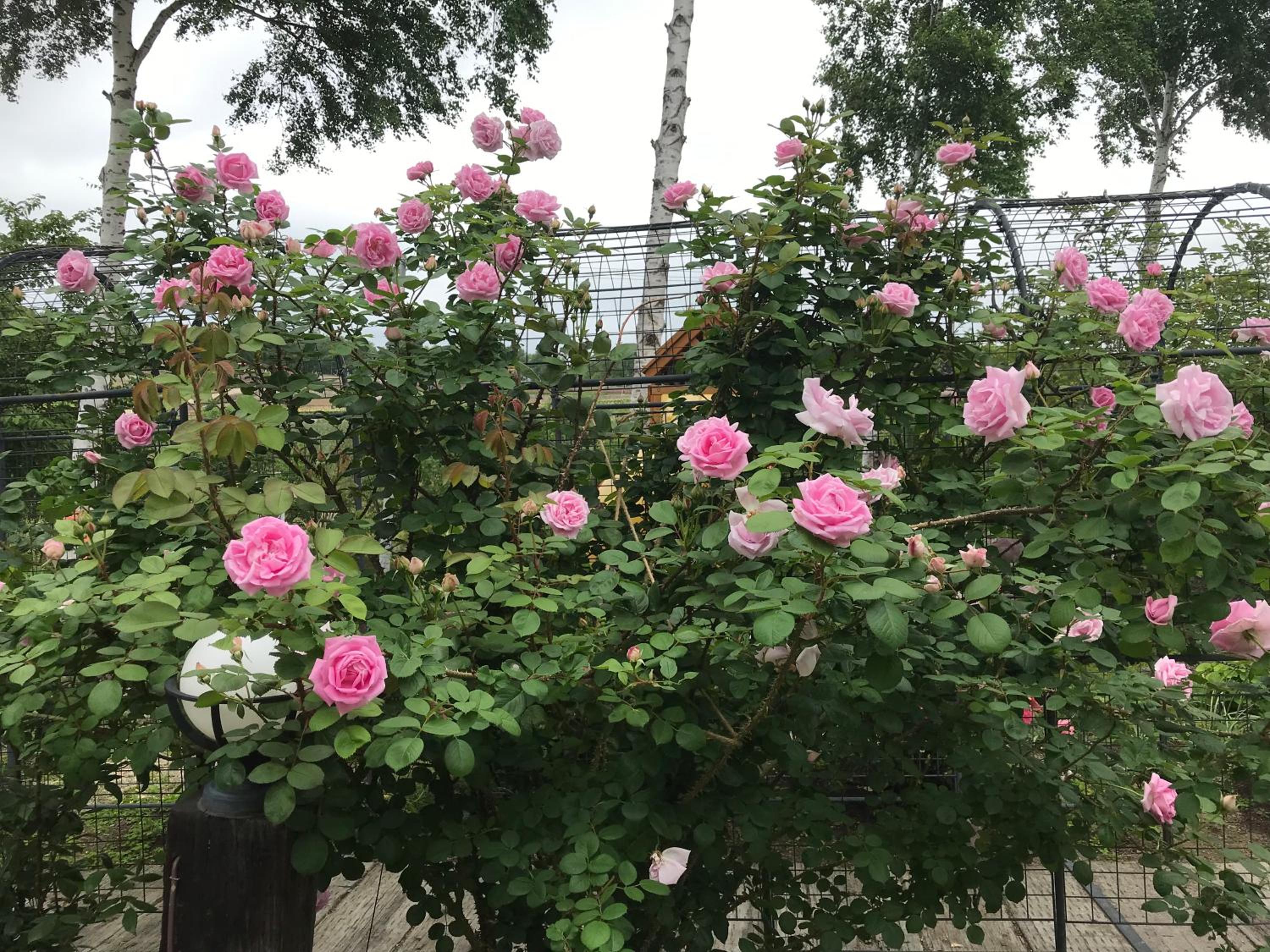 Photo 18
