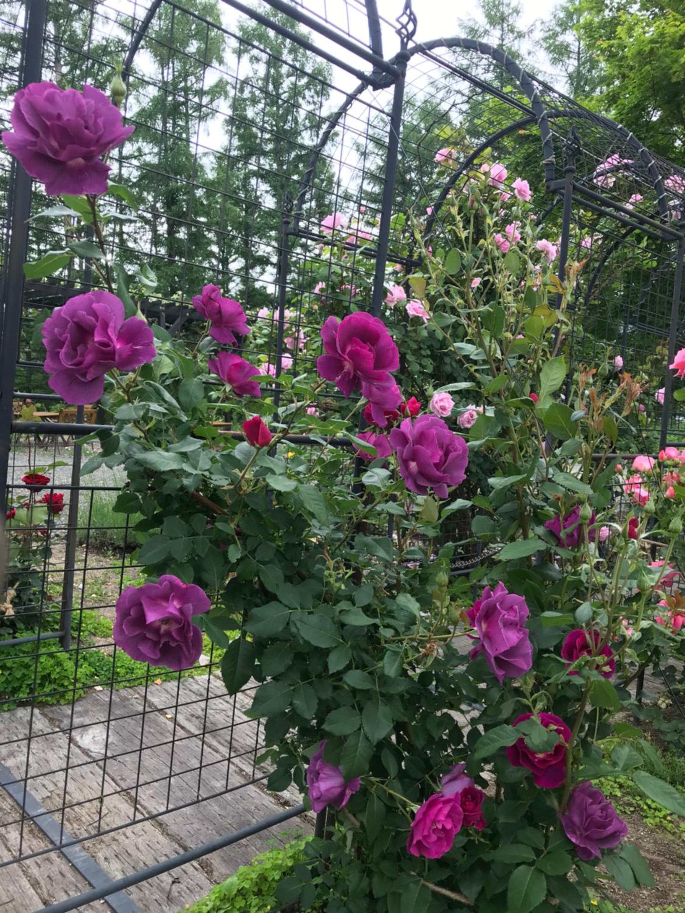 Photo 17