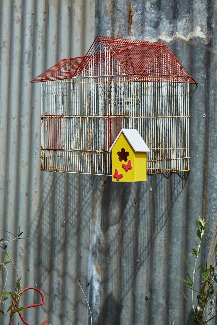 Yellow Aloe