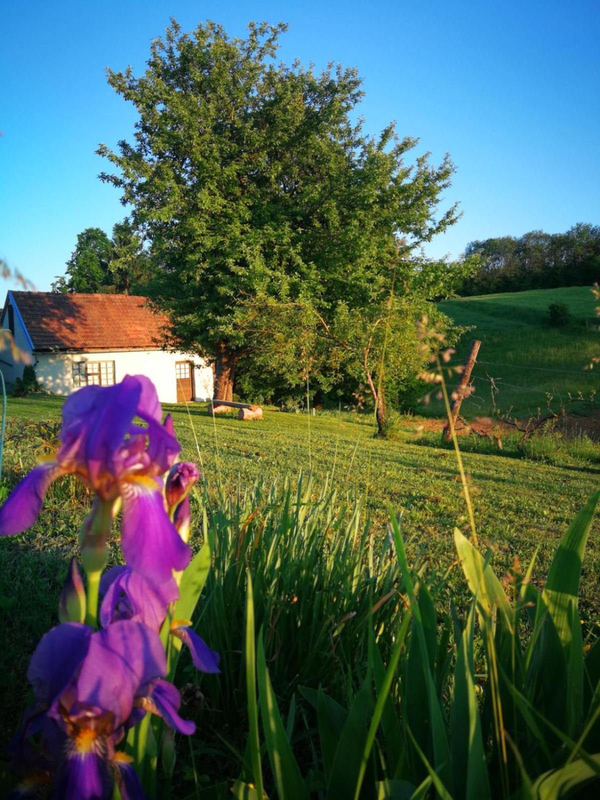 Photo 41
