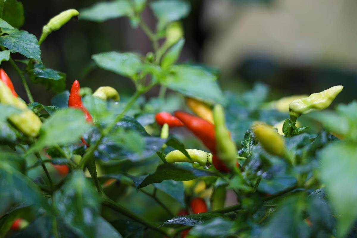 garden