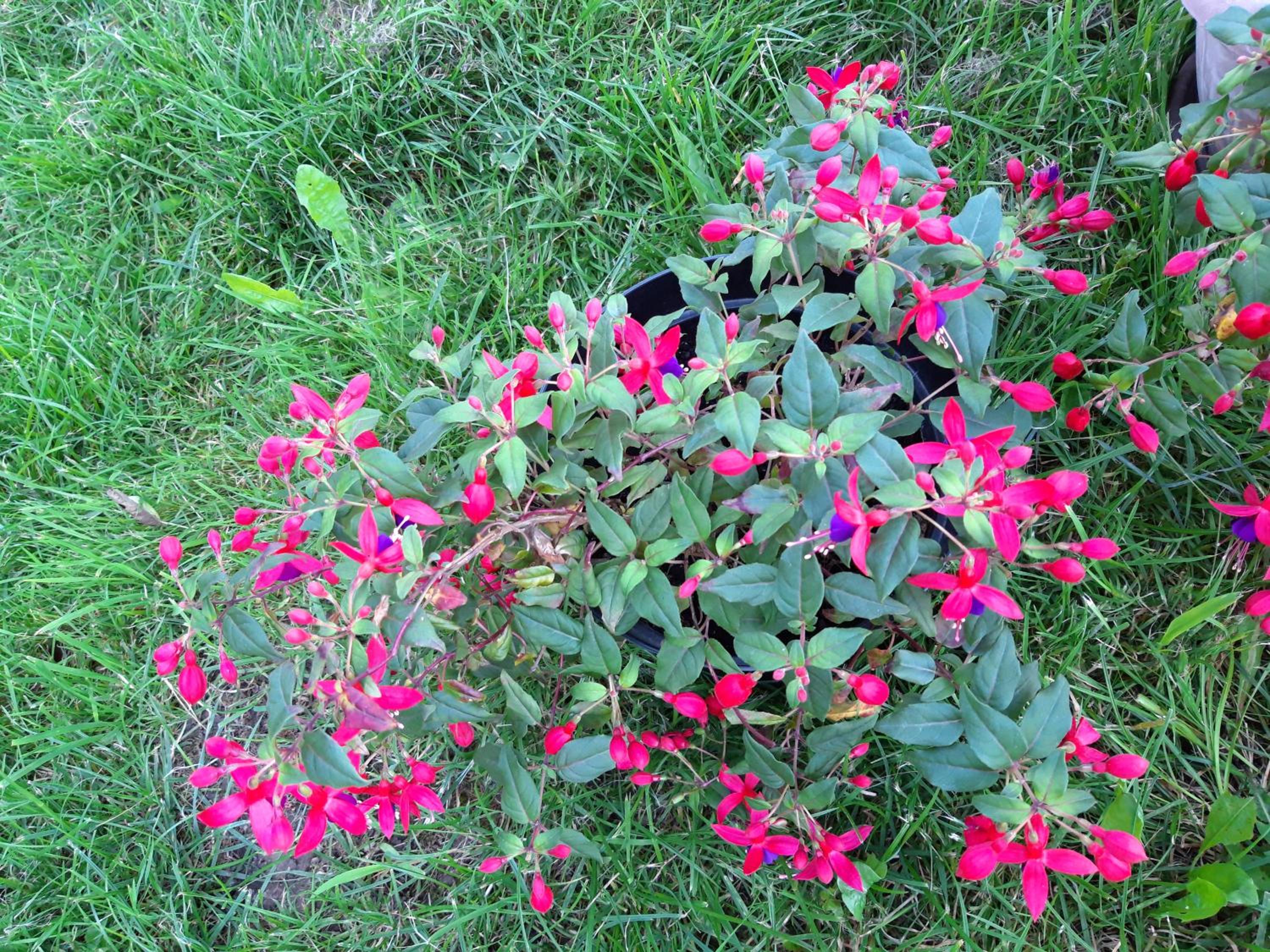 Photo 43