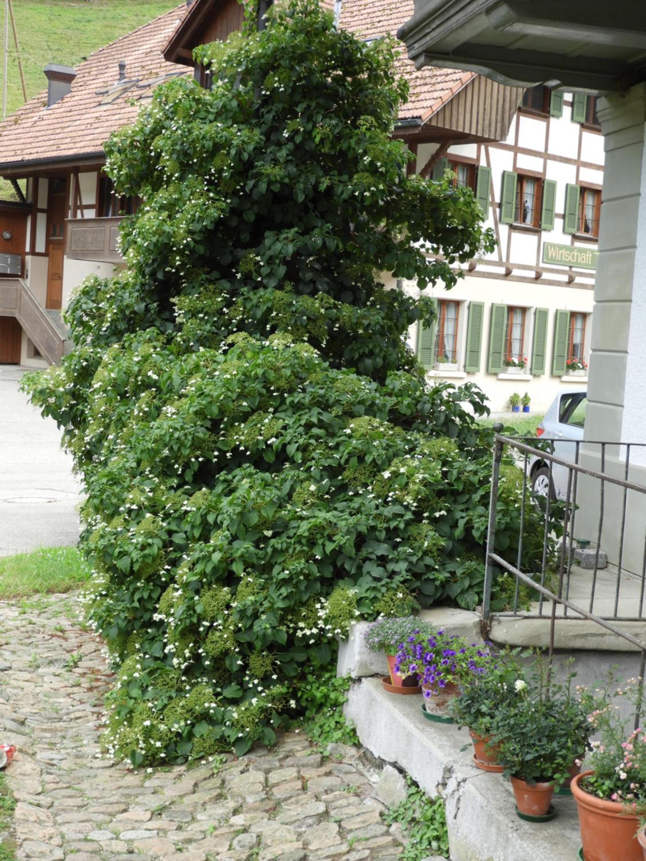 B&B tannen124