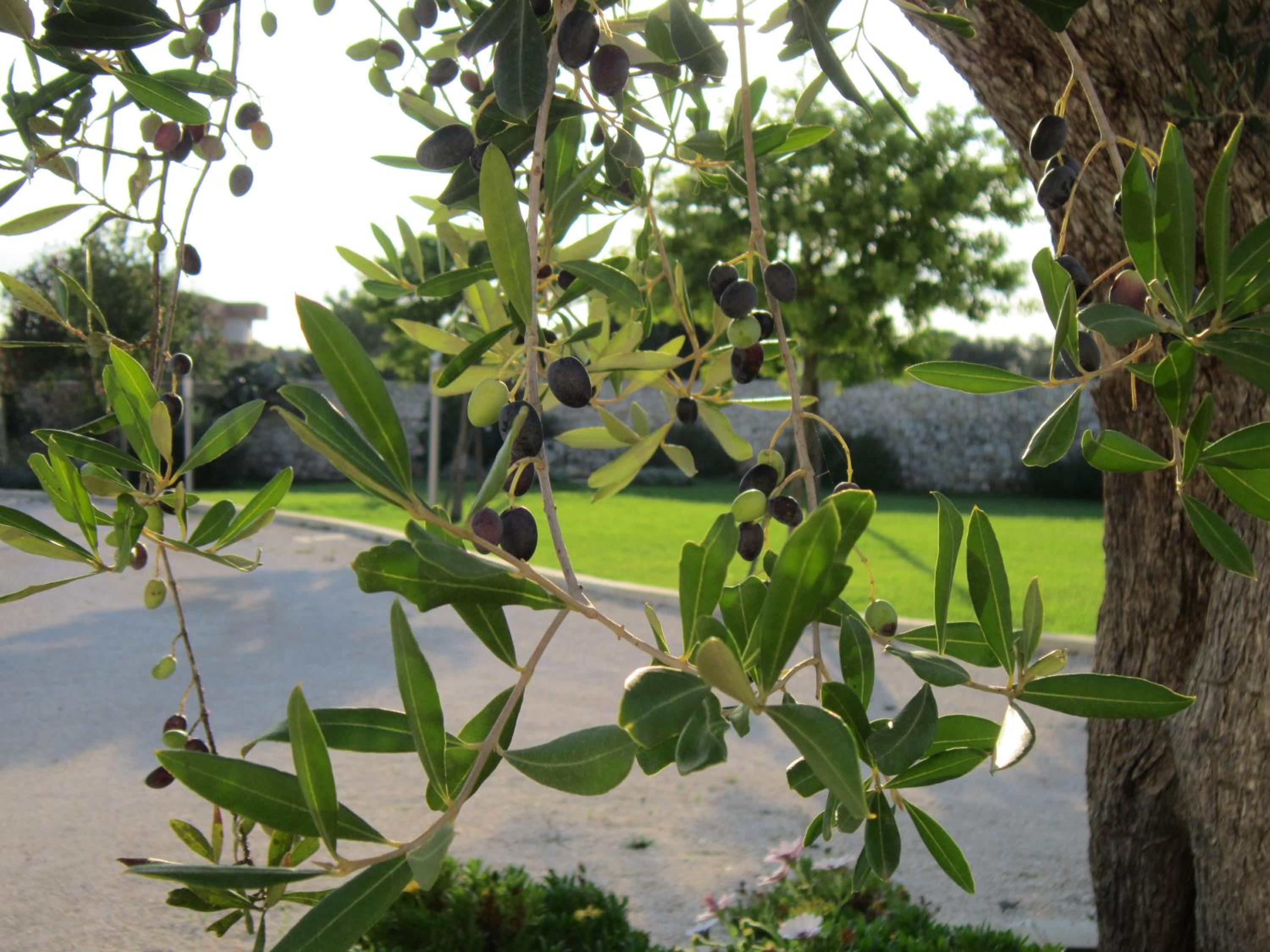 Willaria Country House