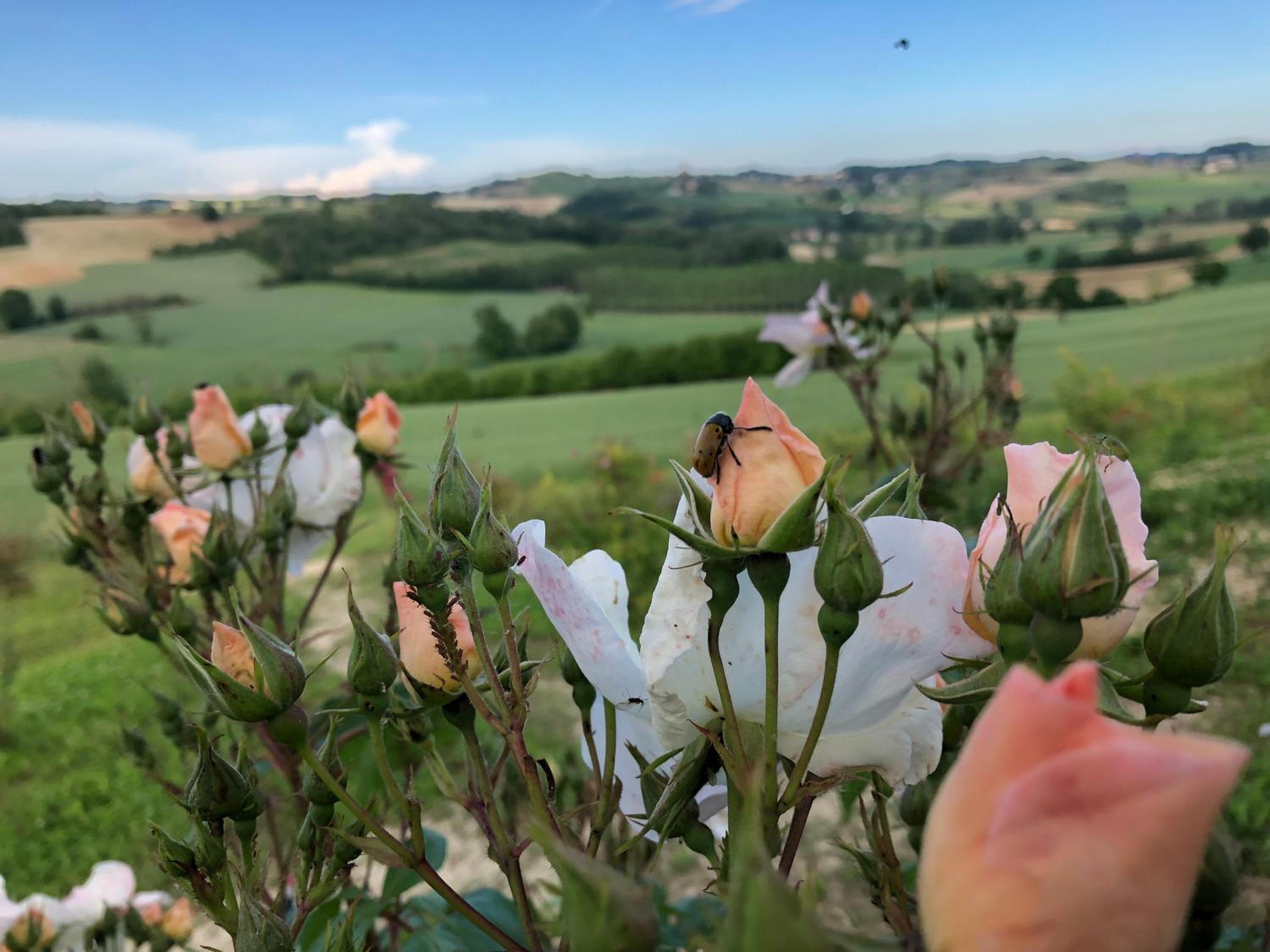 Cascina Vicentini