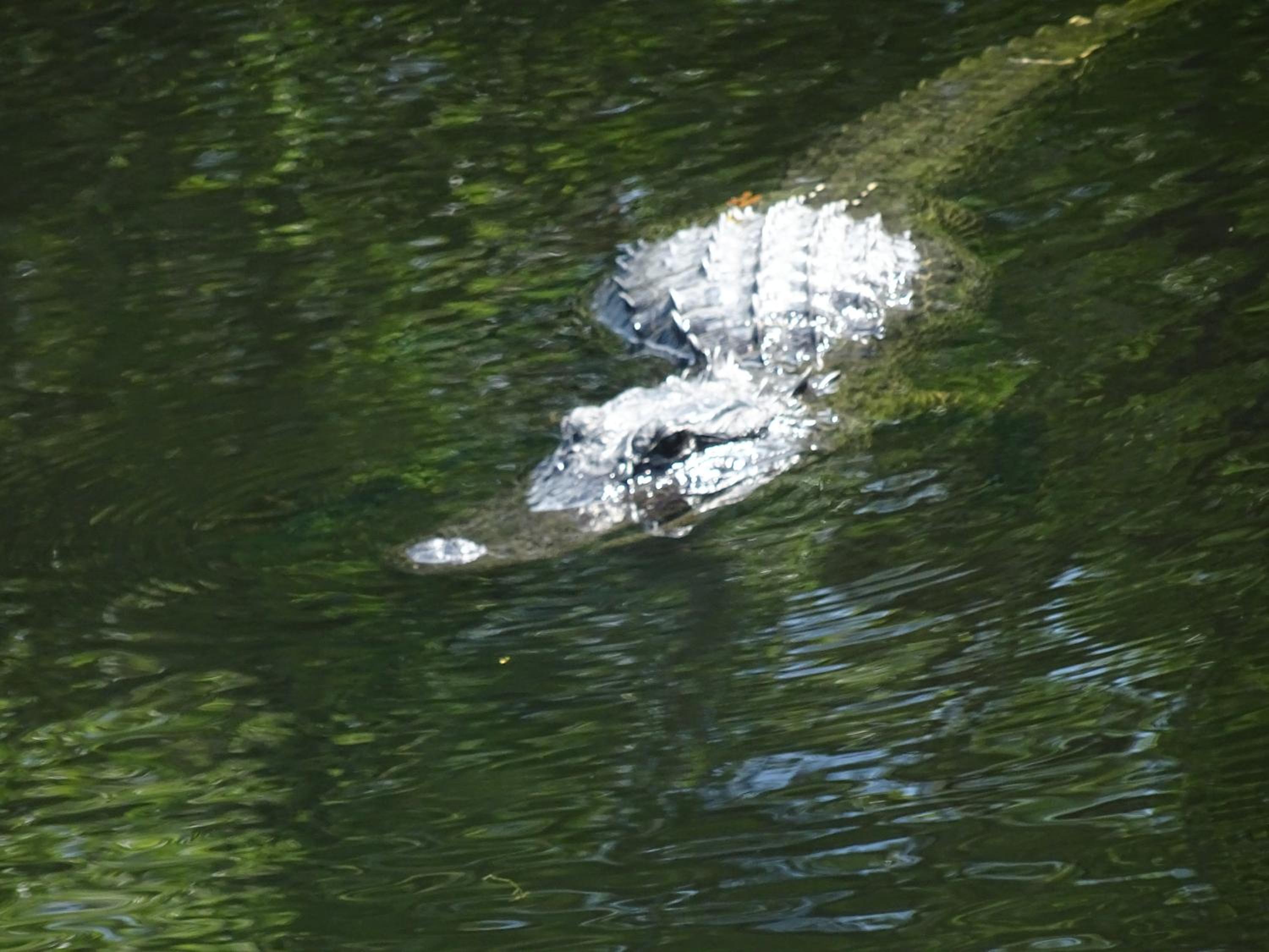 Photo 48