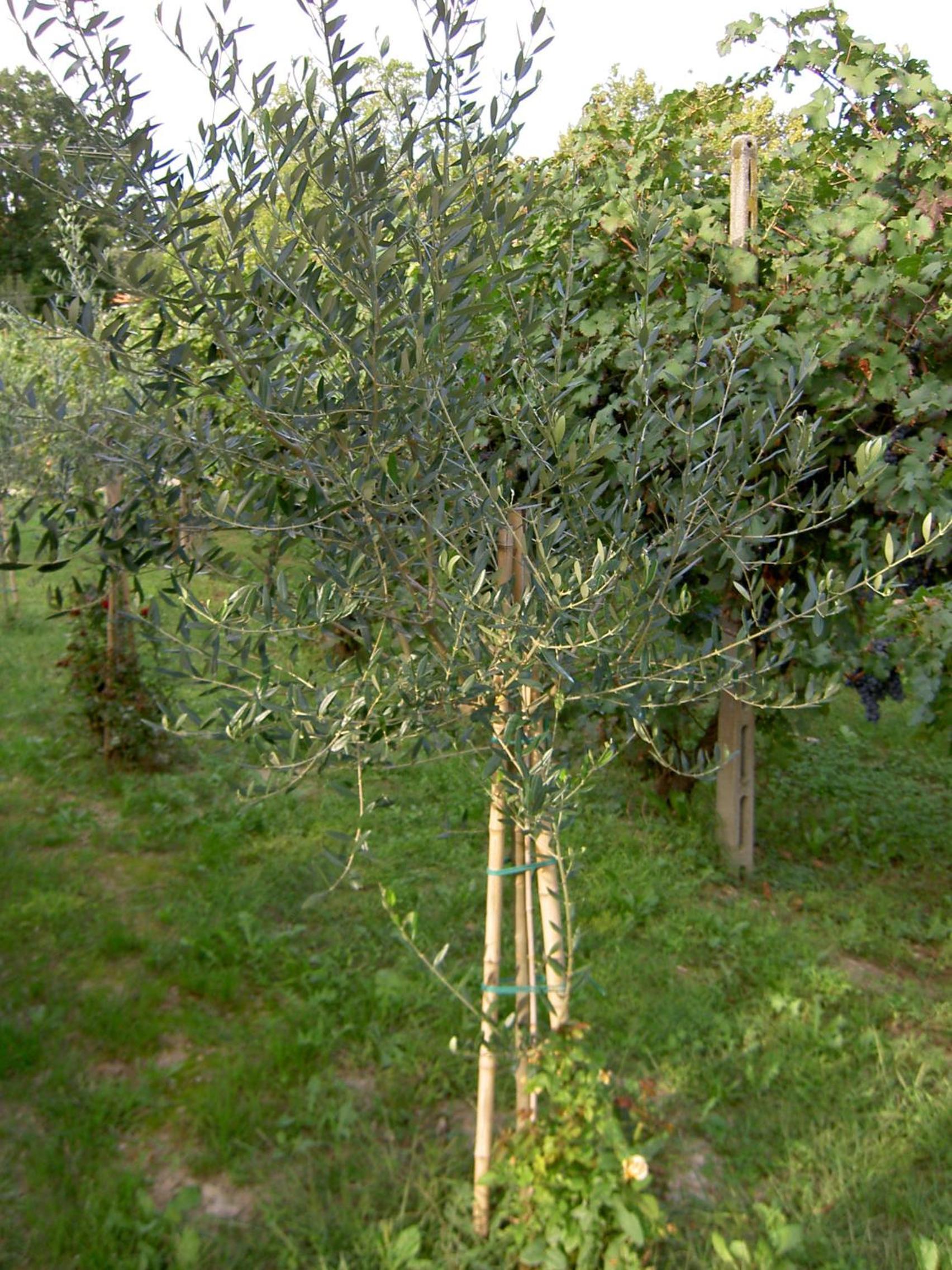 Agriturismo Monteortone photo 3