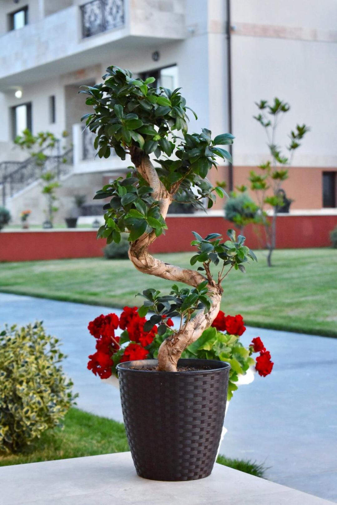 Photo 15