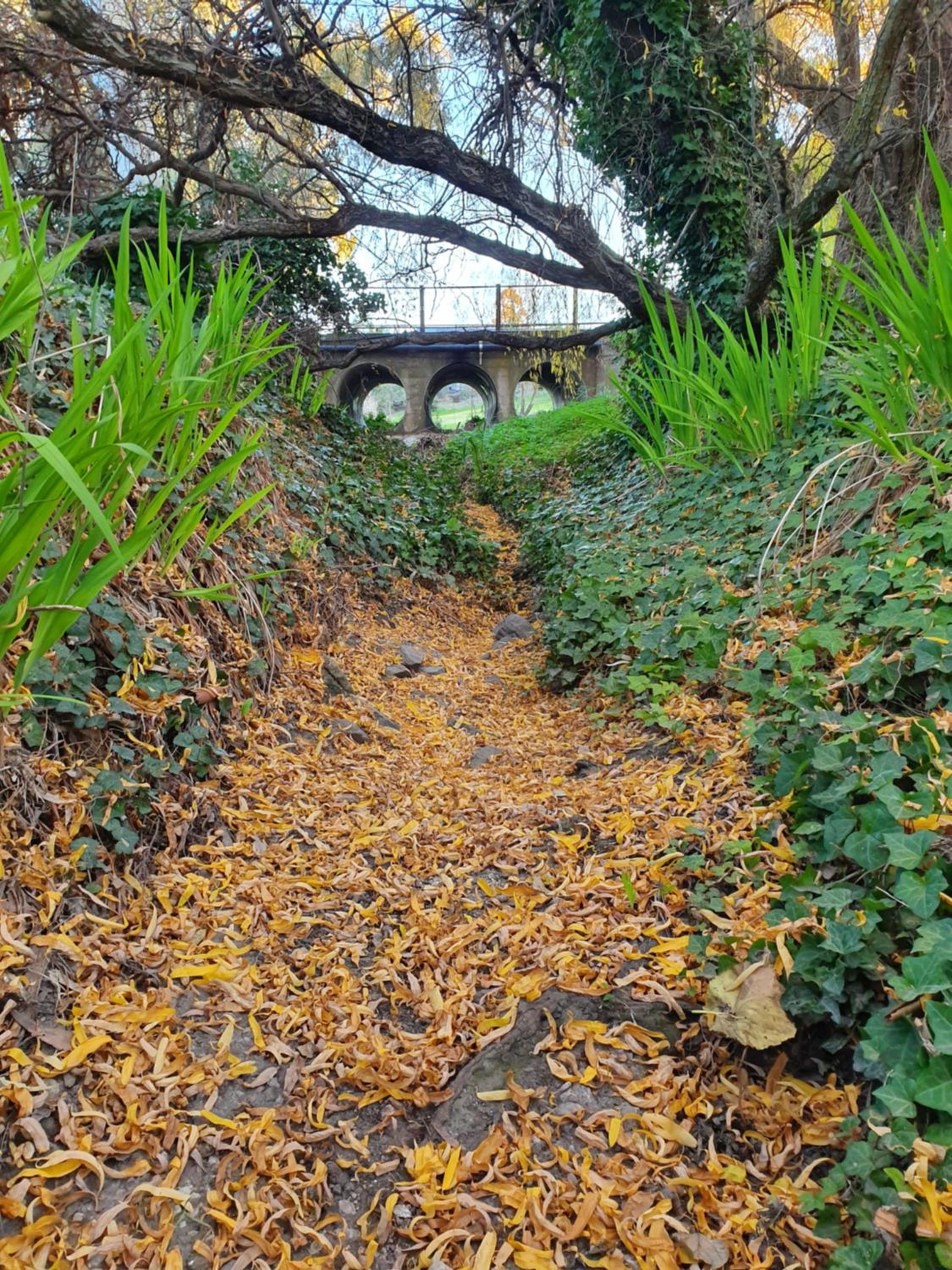 Angaston by the Winter Creek