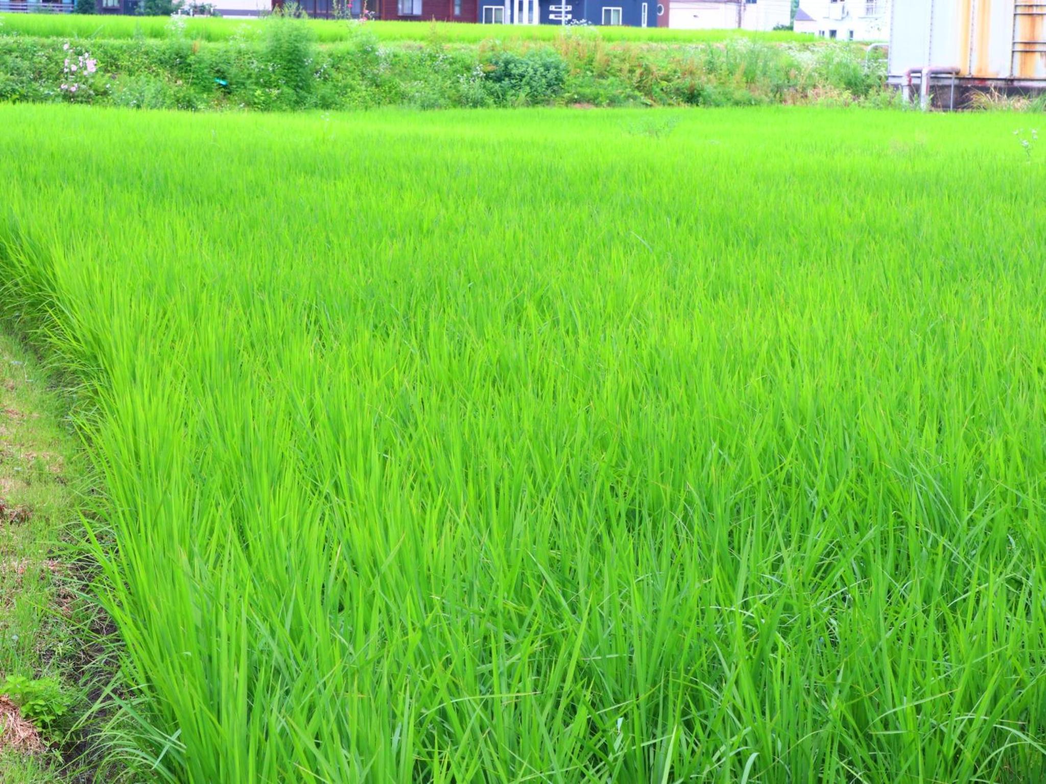 Takanoya