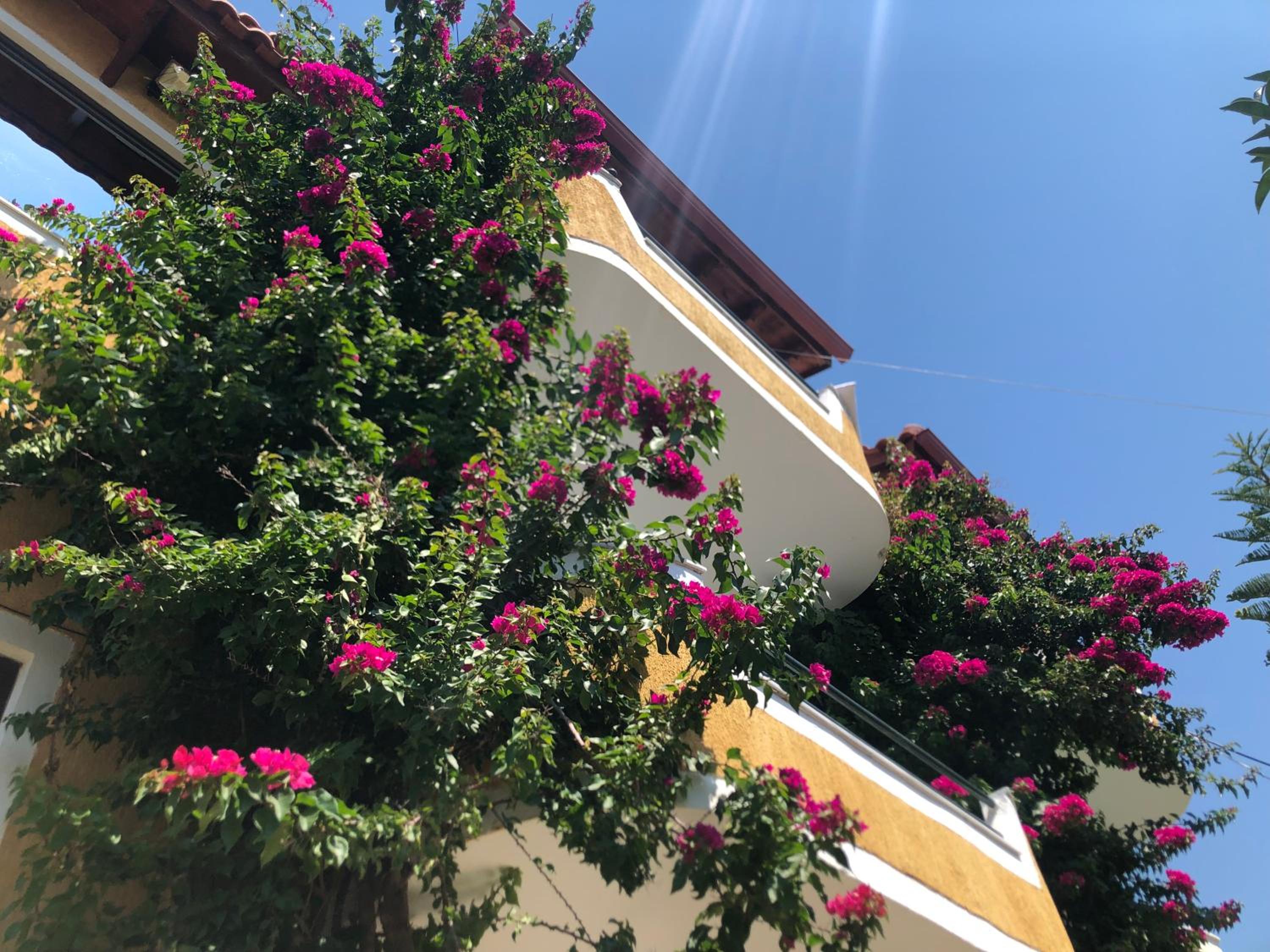 Flower Garden Villa
