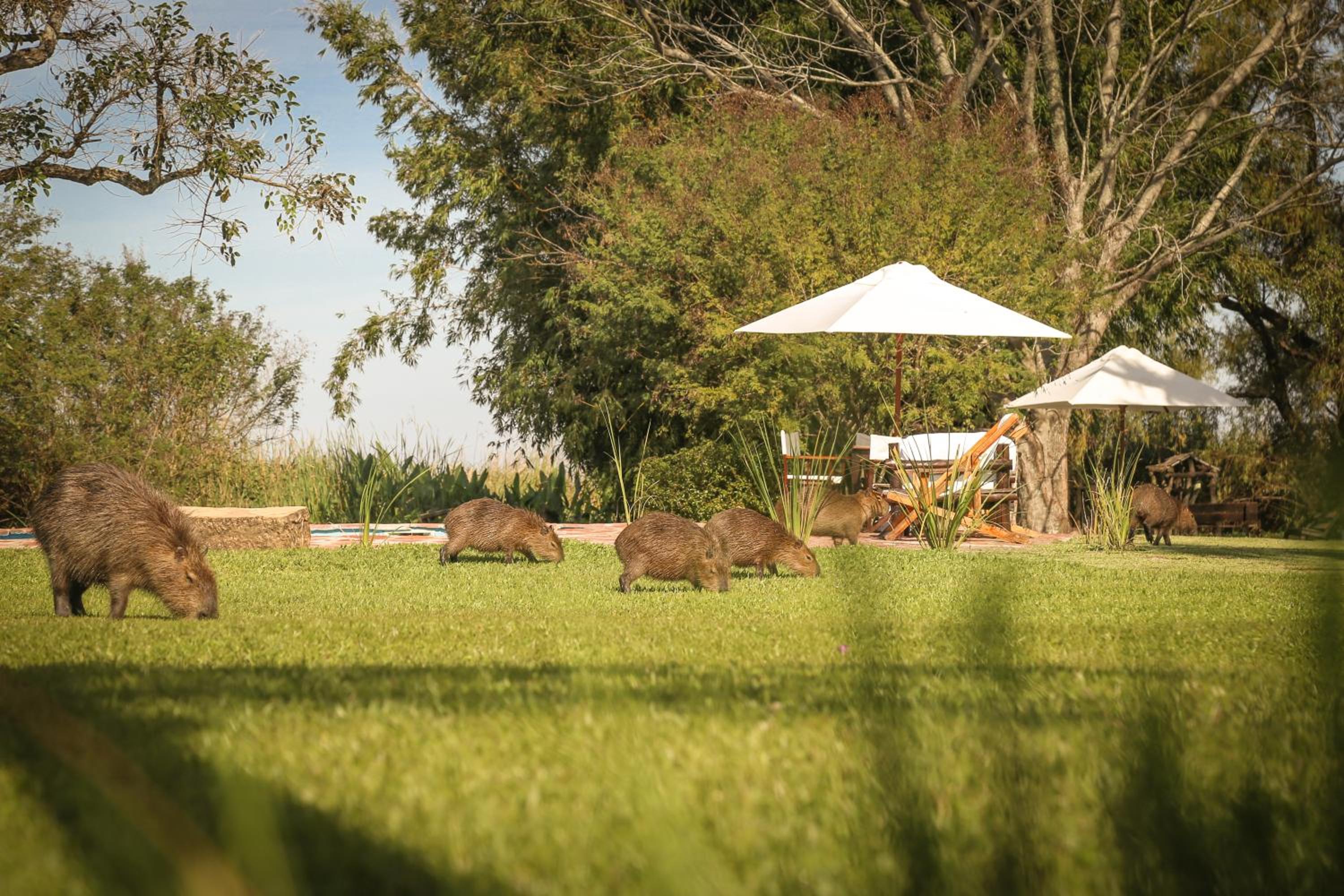 Aguapé Lodge