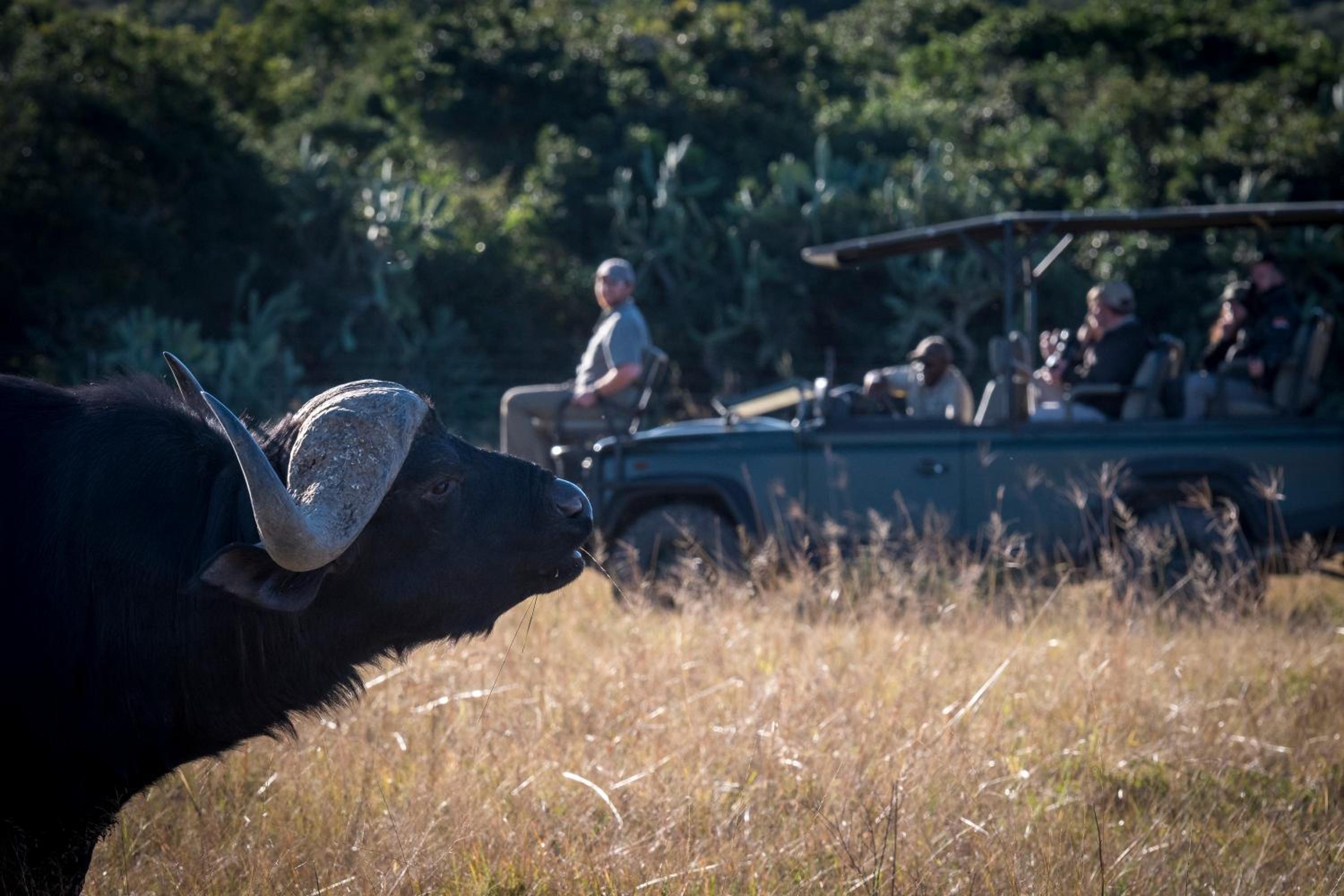 Addo Elephant Safari Lodge - Bellevue Forest Reserve
