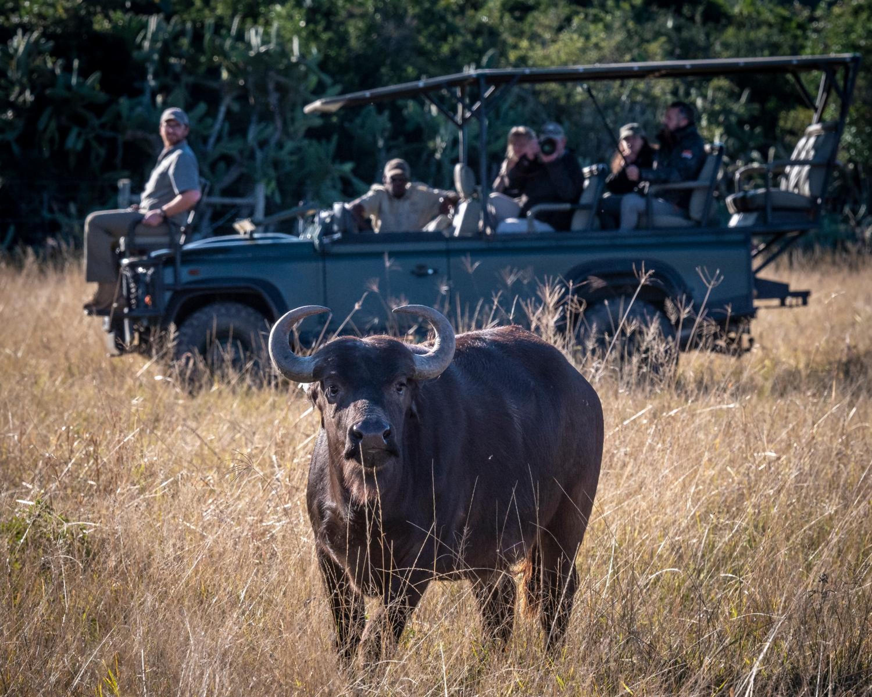 Addo Elephant Safari Lodge - Bellevue Forest Reserve