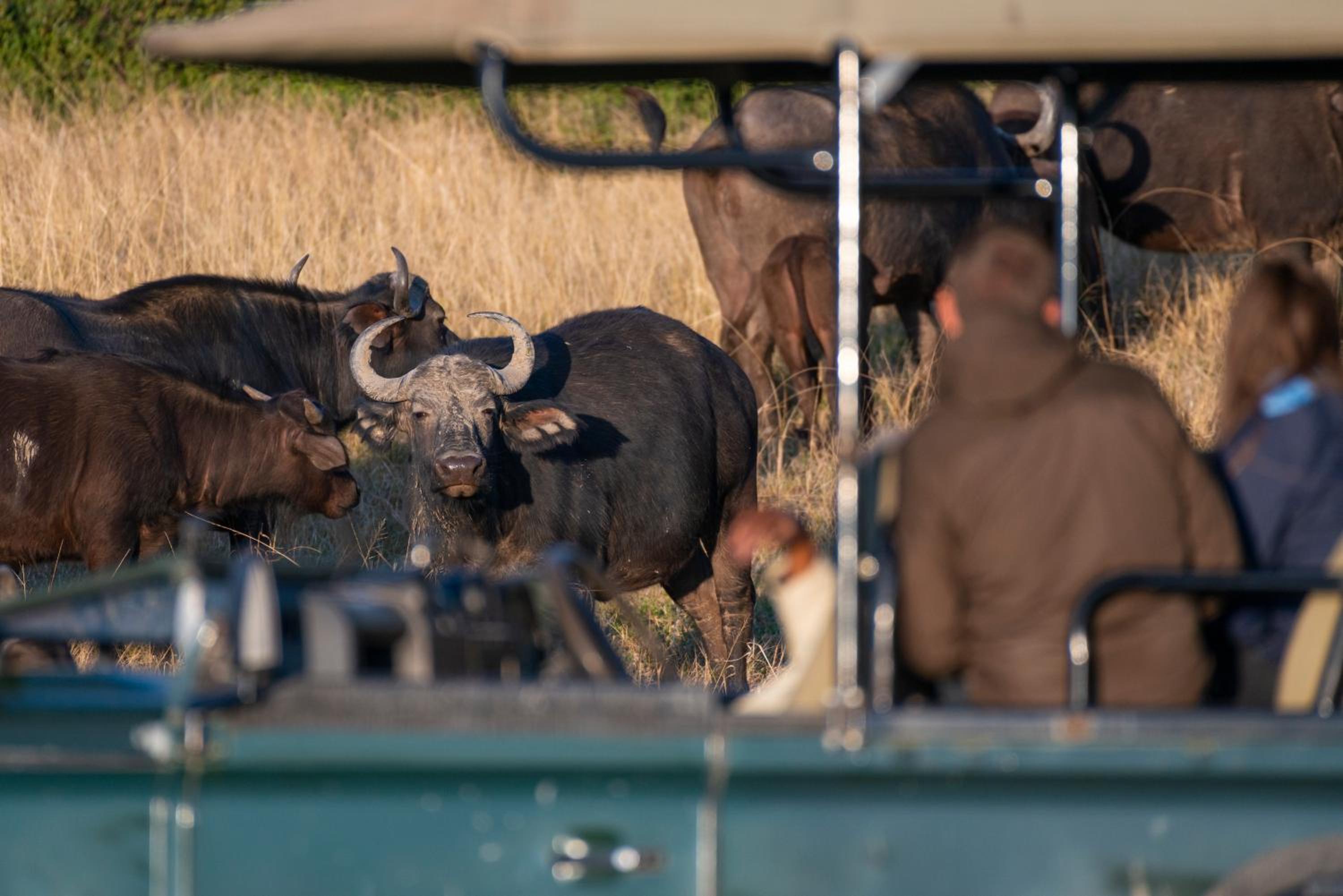 Addo Elephant Safari Lodge - Bellevue Forest Reserve